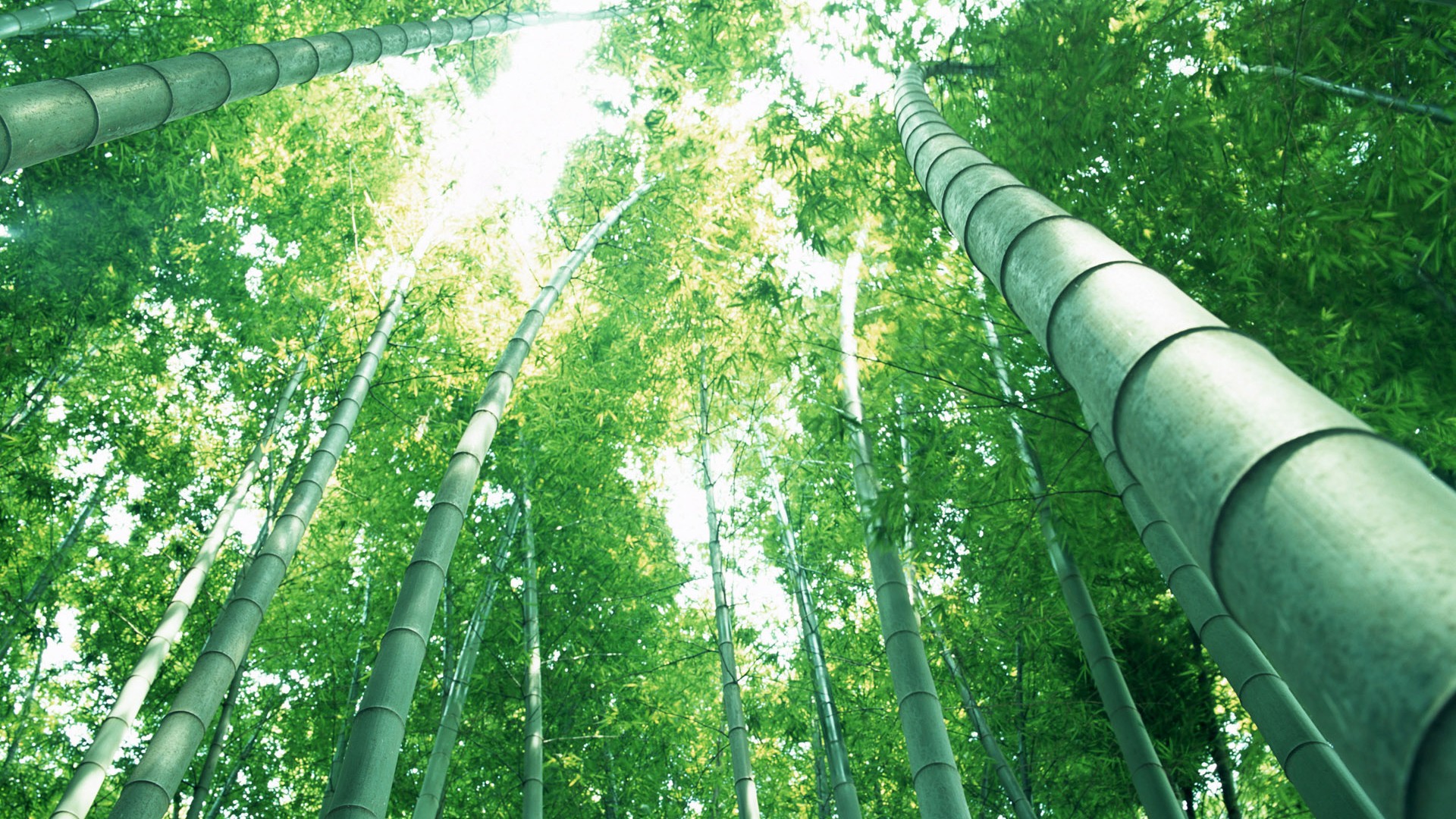 Fond d'écran de bambou vert #14 - 1920x1080