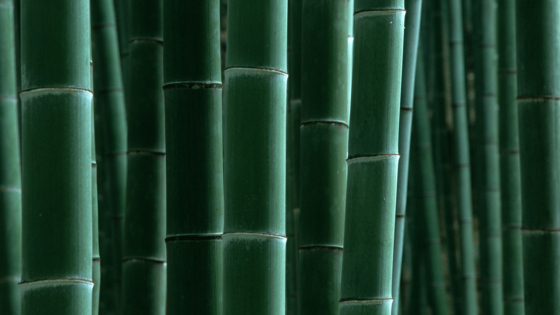グリーン竹の壁紙 #16 - 1920x1080