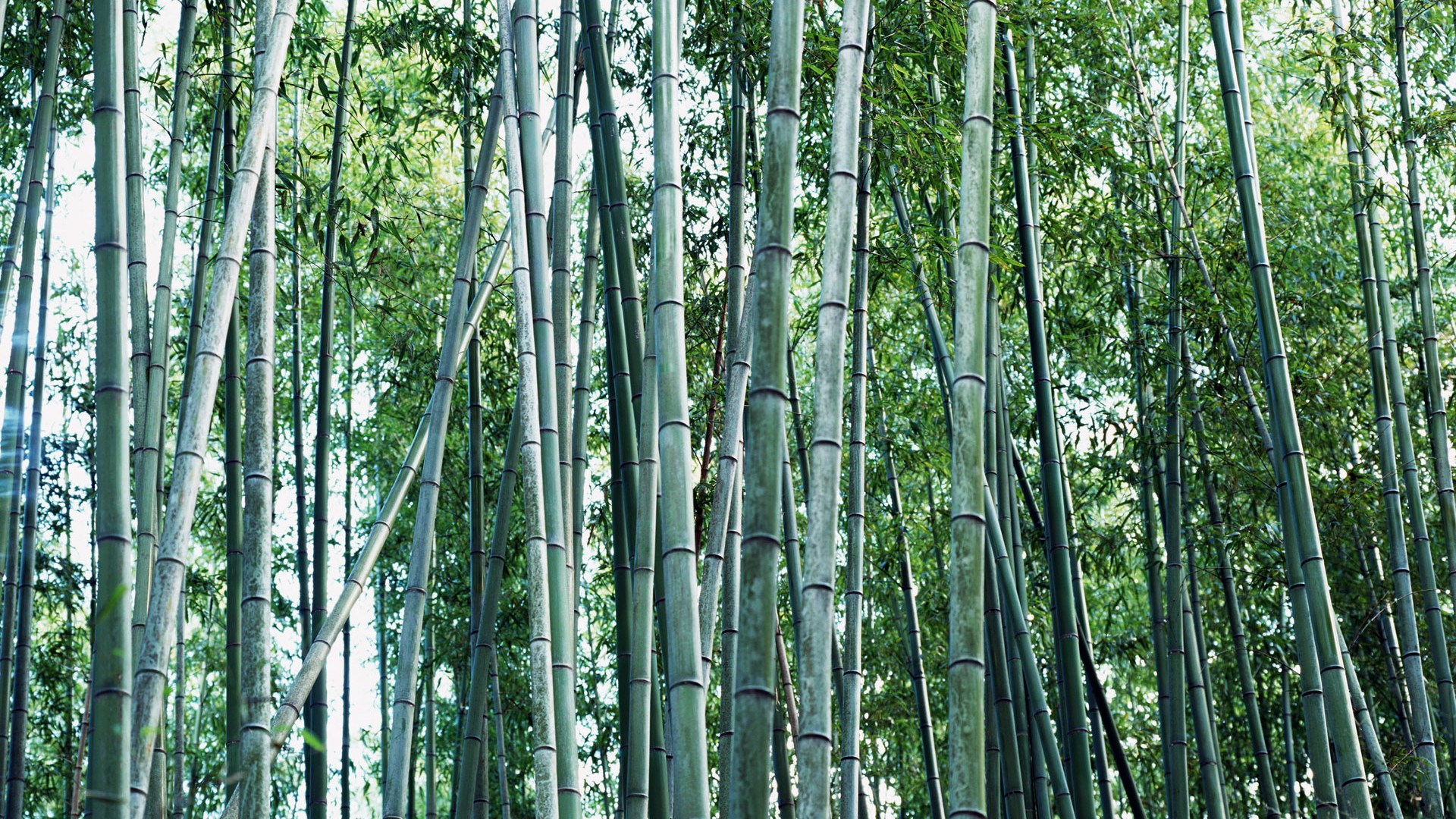 Papel tapiz verde de bambú #18 - 1920x1080