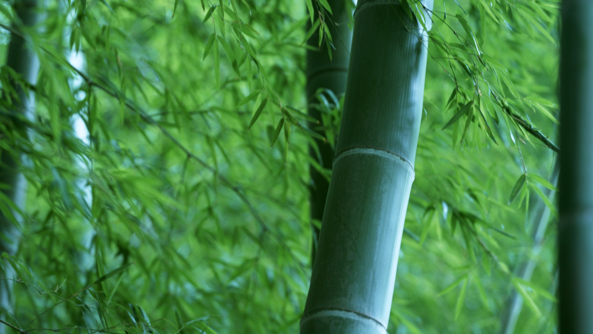 Papel tapiz verde de bambú #19 - 1920x1080