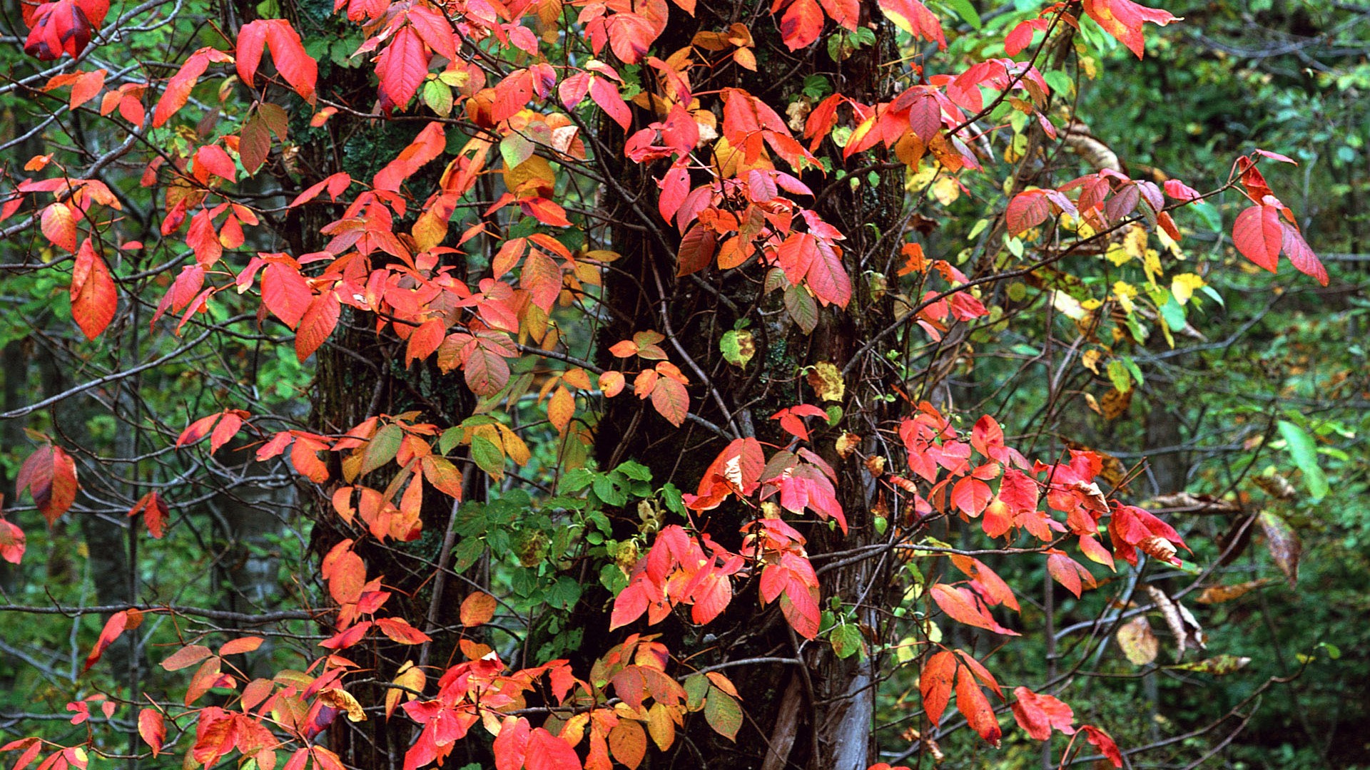 Feuilles HD Album Fonds d'écran #32 - 1920x1080