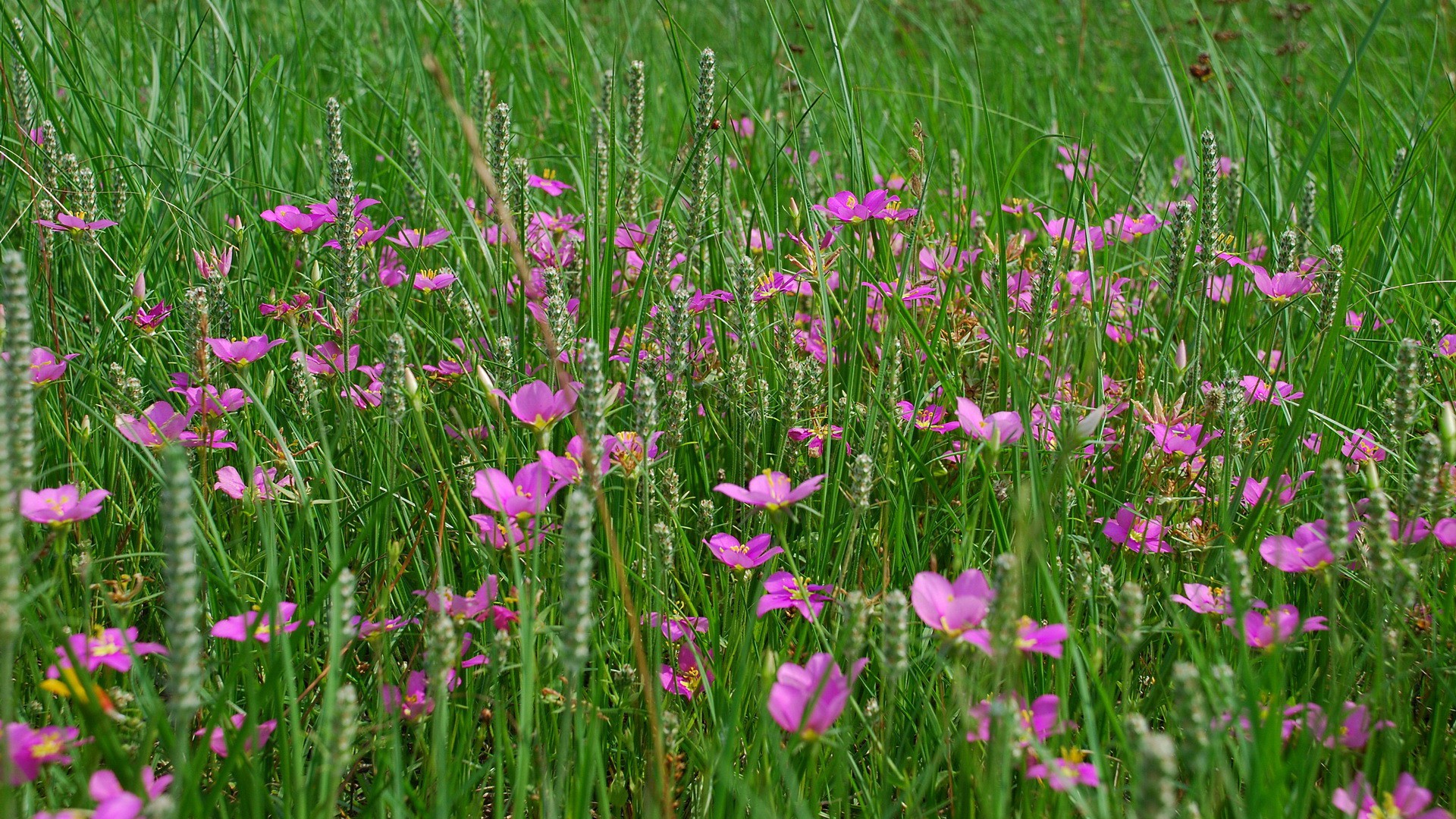 Flower wallpaper high definition #13 - 1920x1080