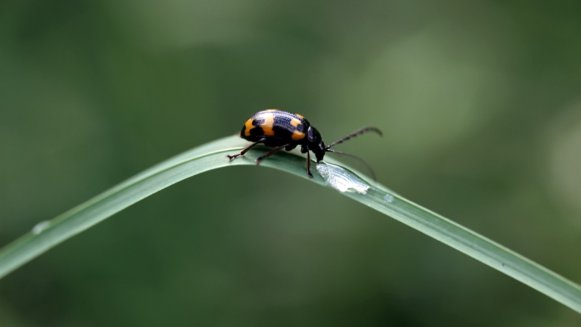 Caractéristiques des insectes (2) #4 - 1920x1080