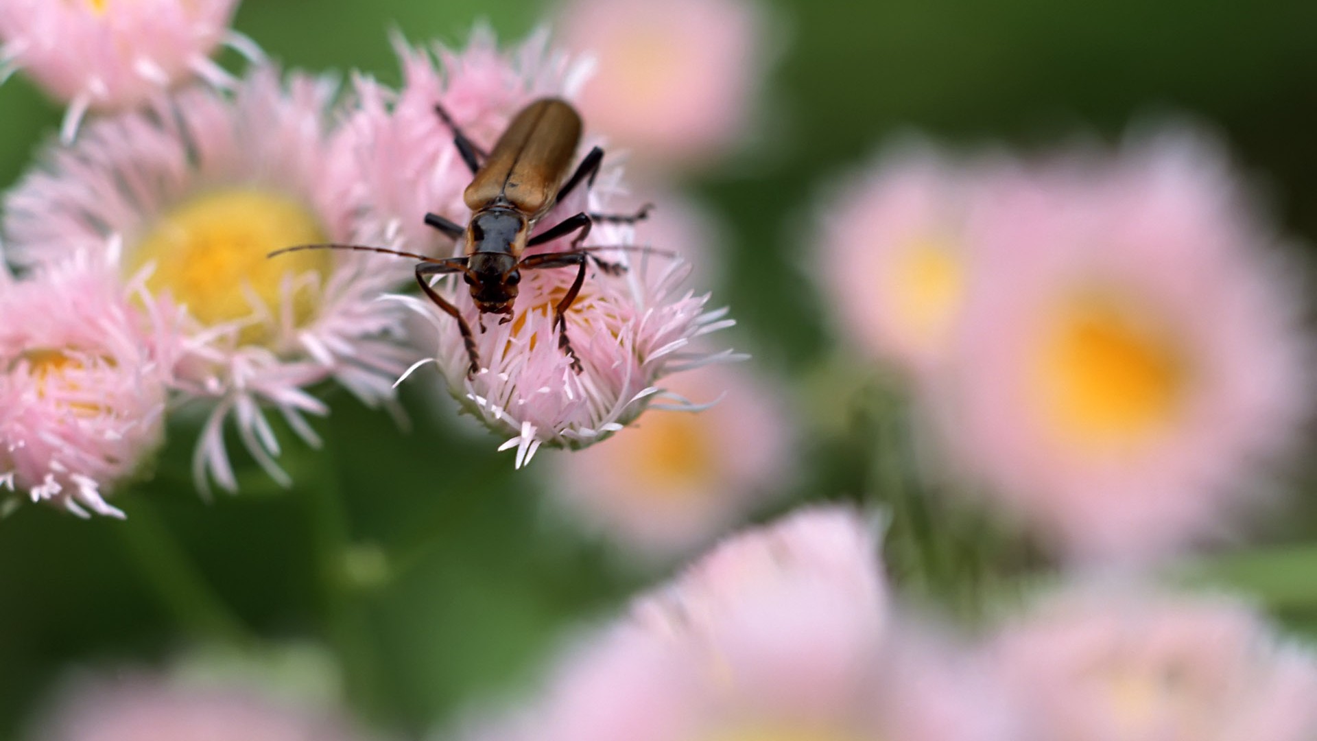 Caractéristiques des insectes (2) #12 - 1920x1080