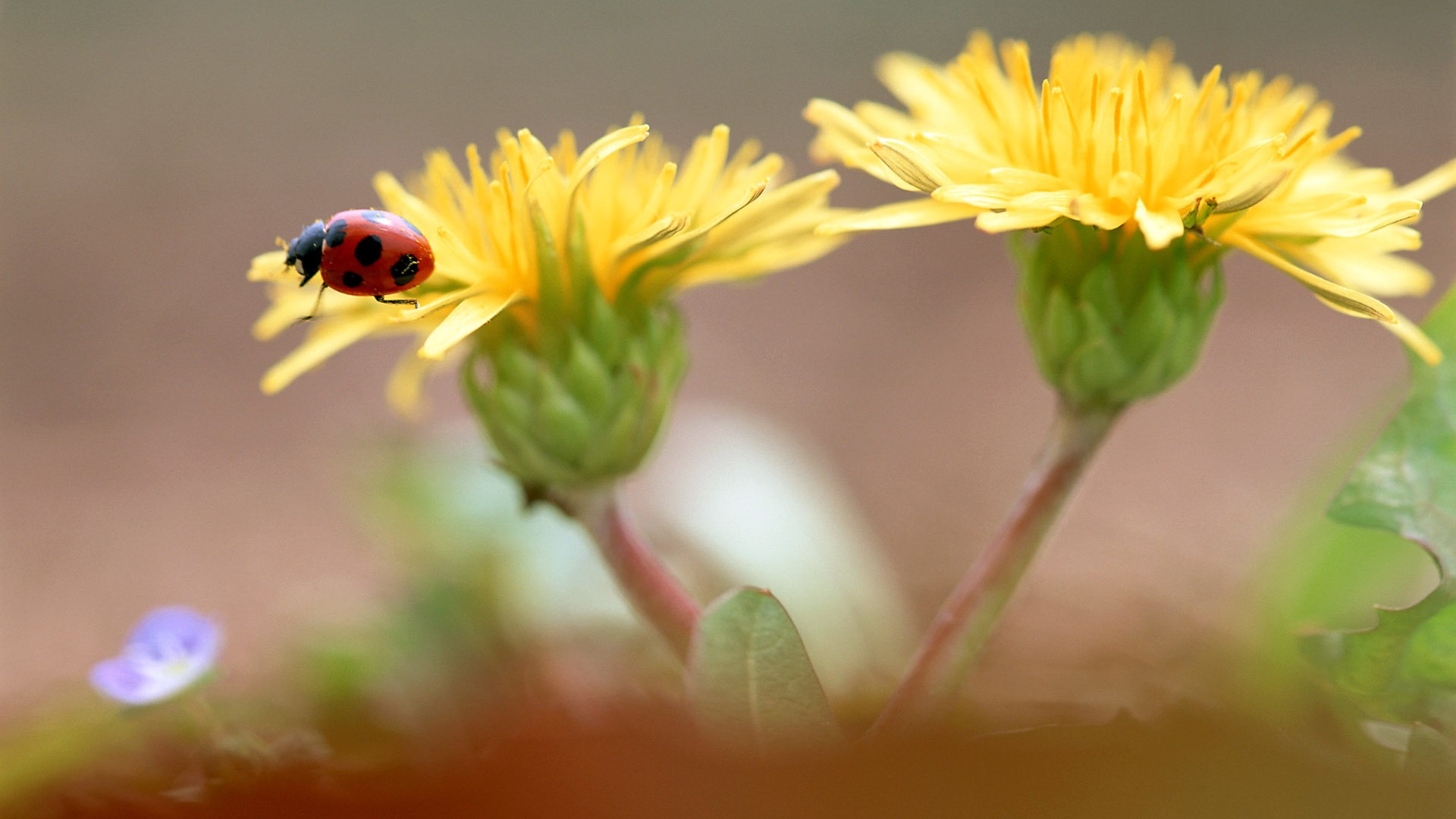 Insect Funktionen (2) #14 - 1920x1080