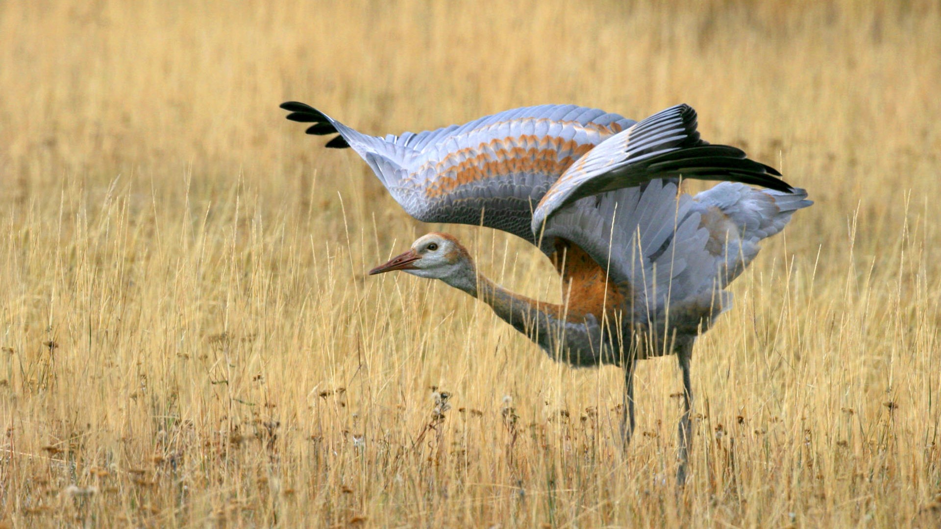 HD Photo Bilder Vögel #2 - 1920x1080