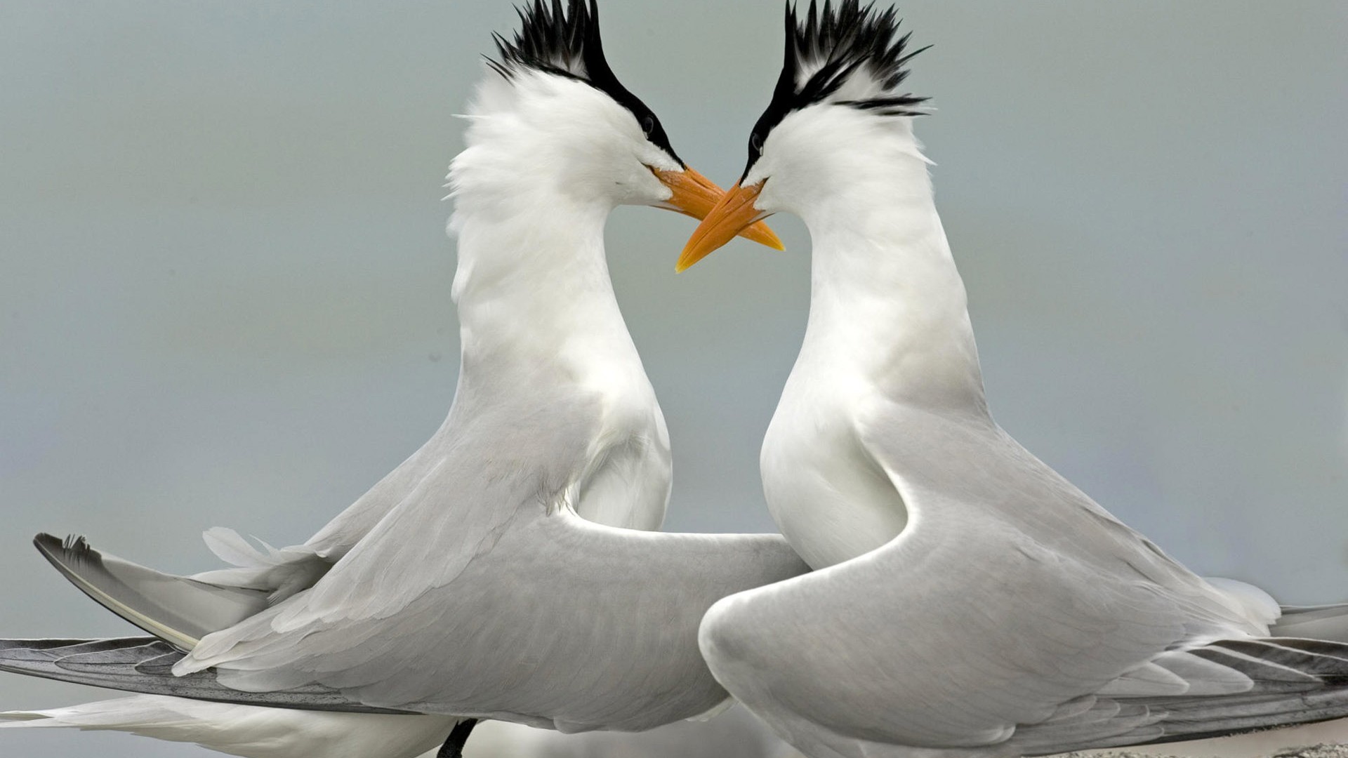 Fonds d'écran HD Photo Oiseaux #4 - 1920x1080