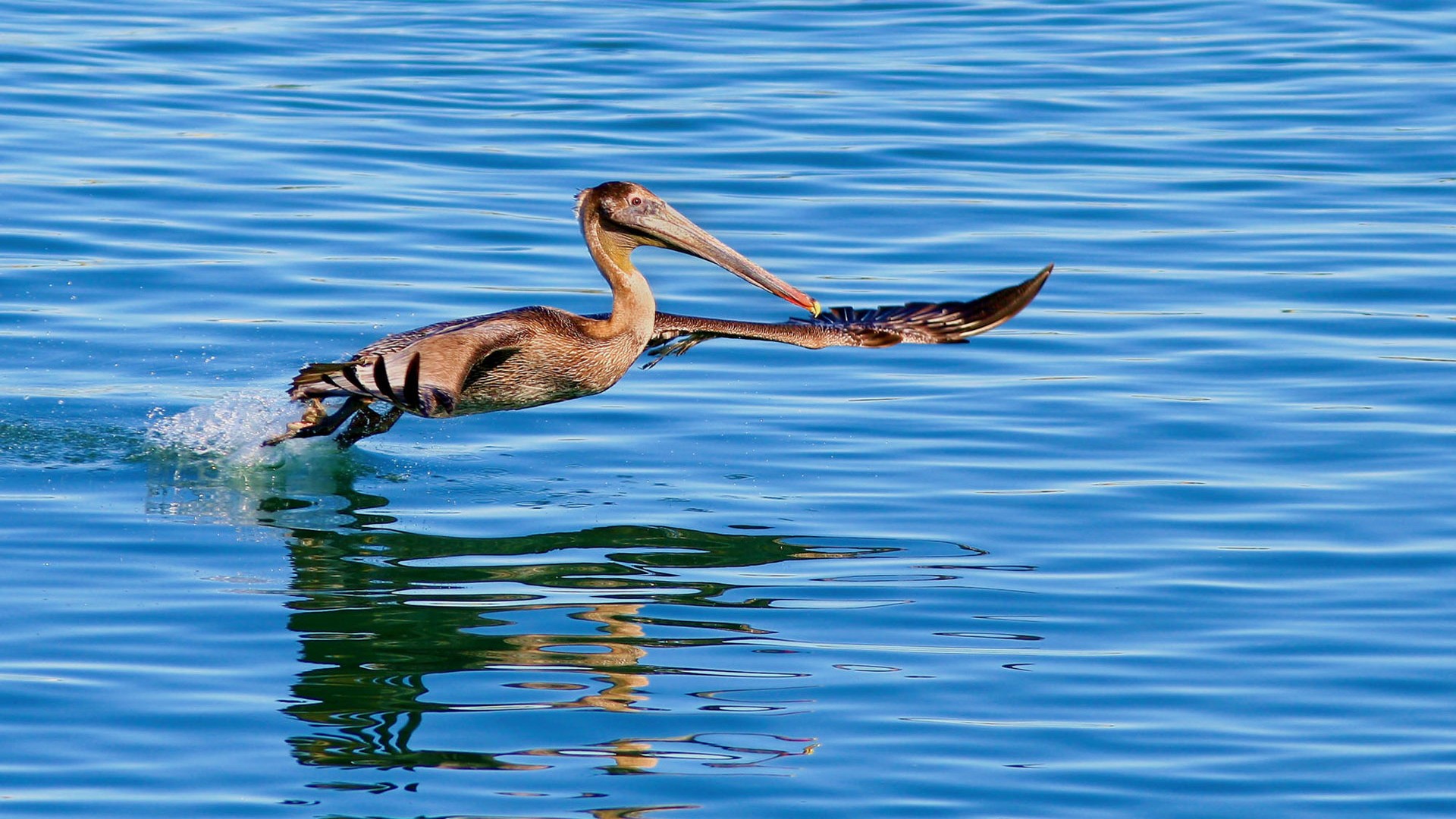 Fonds d'écran HD Photo Oiseaux #7 - 1920x1080