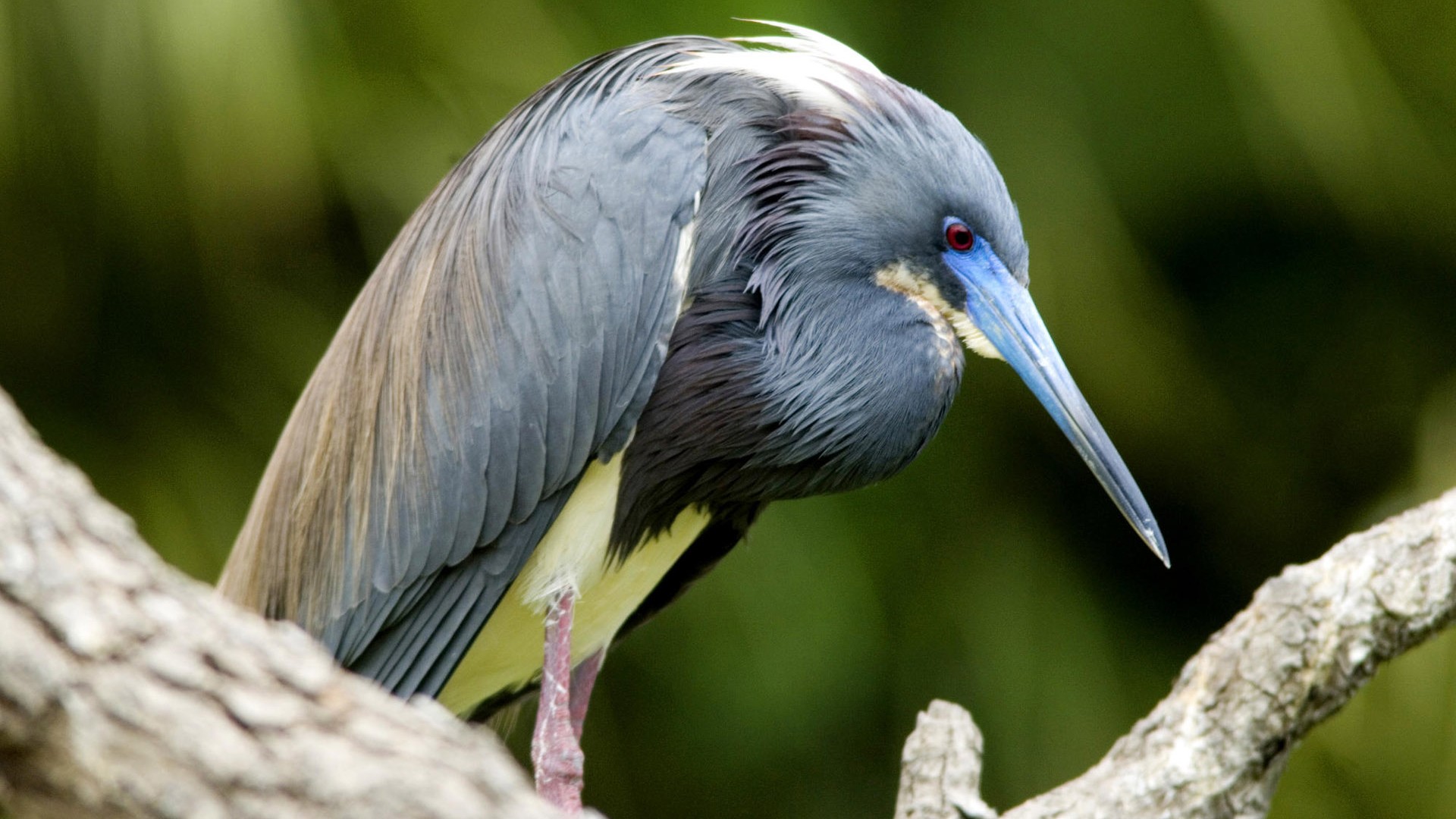 Fonds d'écran HD Photo Oiseaux #13 - 1920x1080