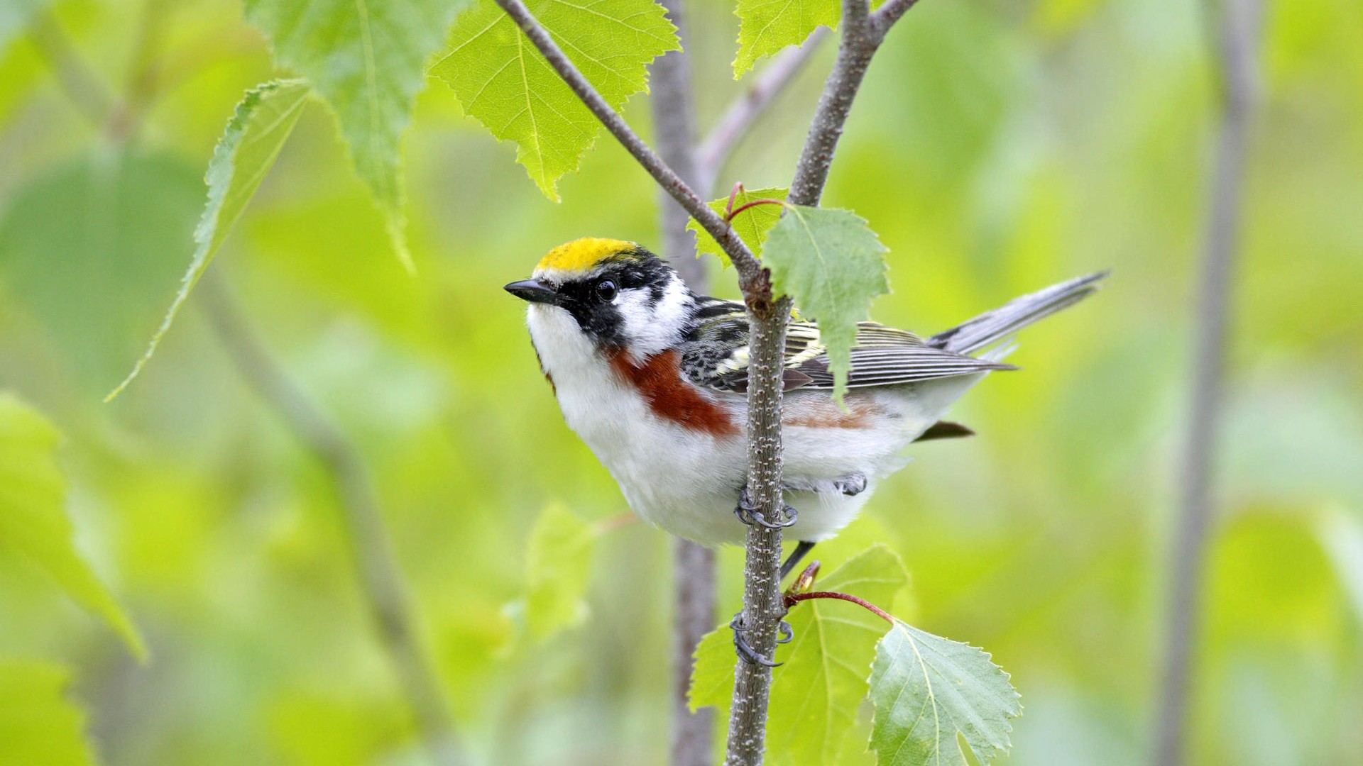 Fonds d'écran HD Photo Oiseaux #19 - 1920x1080