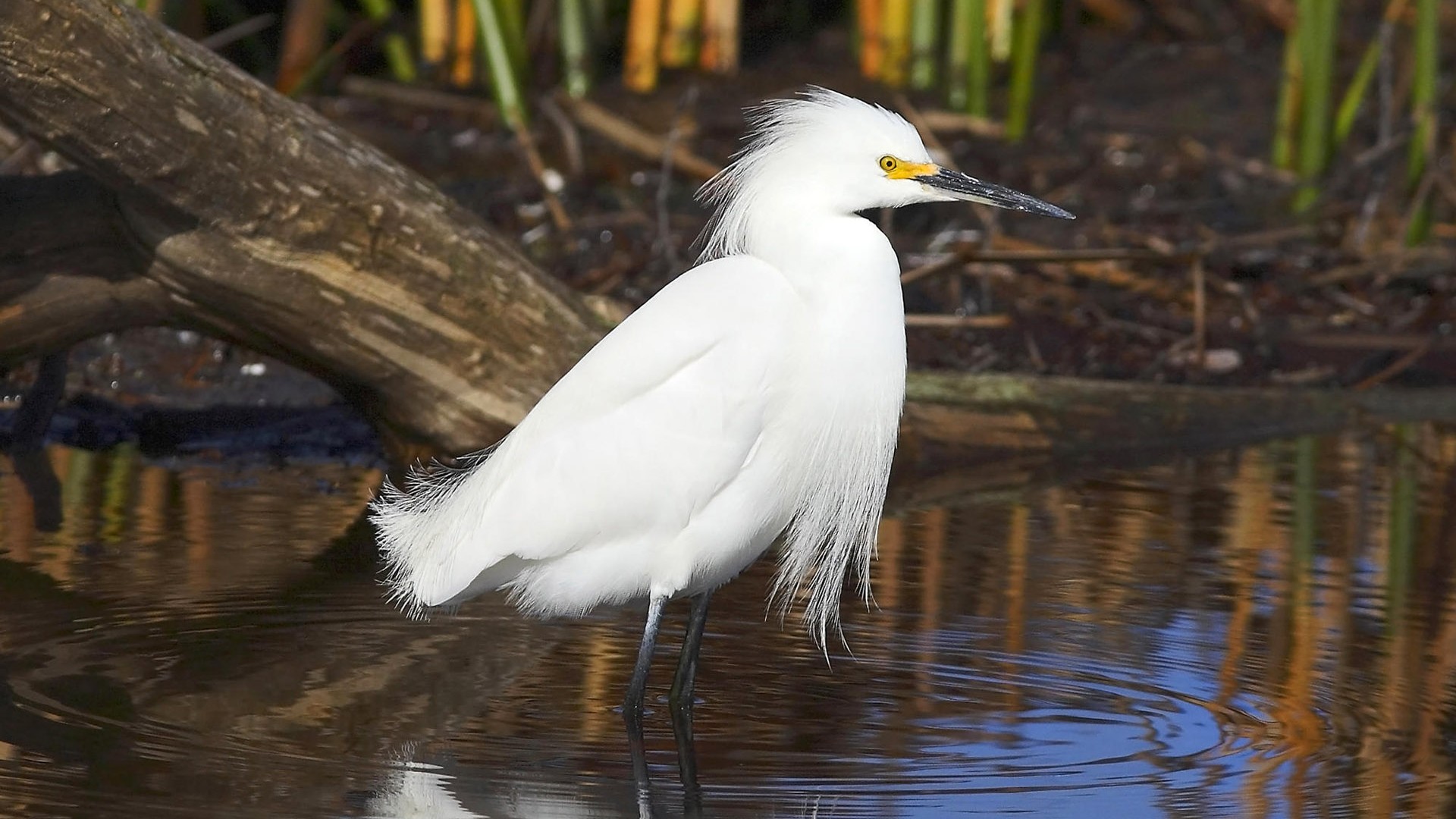 Fonds d'écran HD Photo Oiseaux #38 - 1920x1080