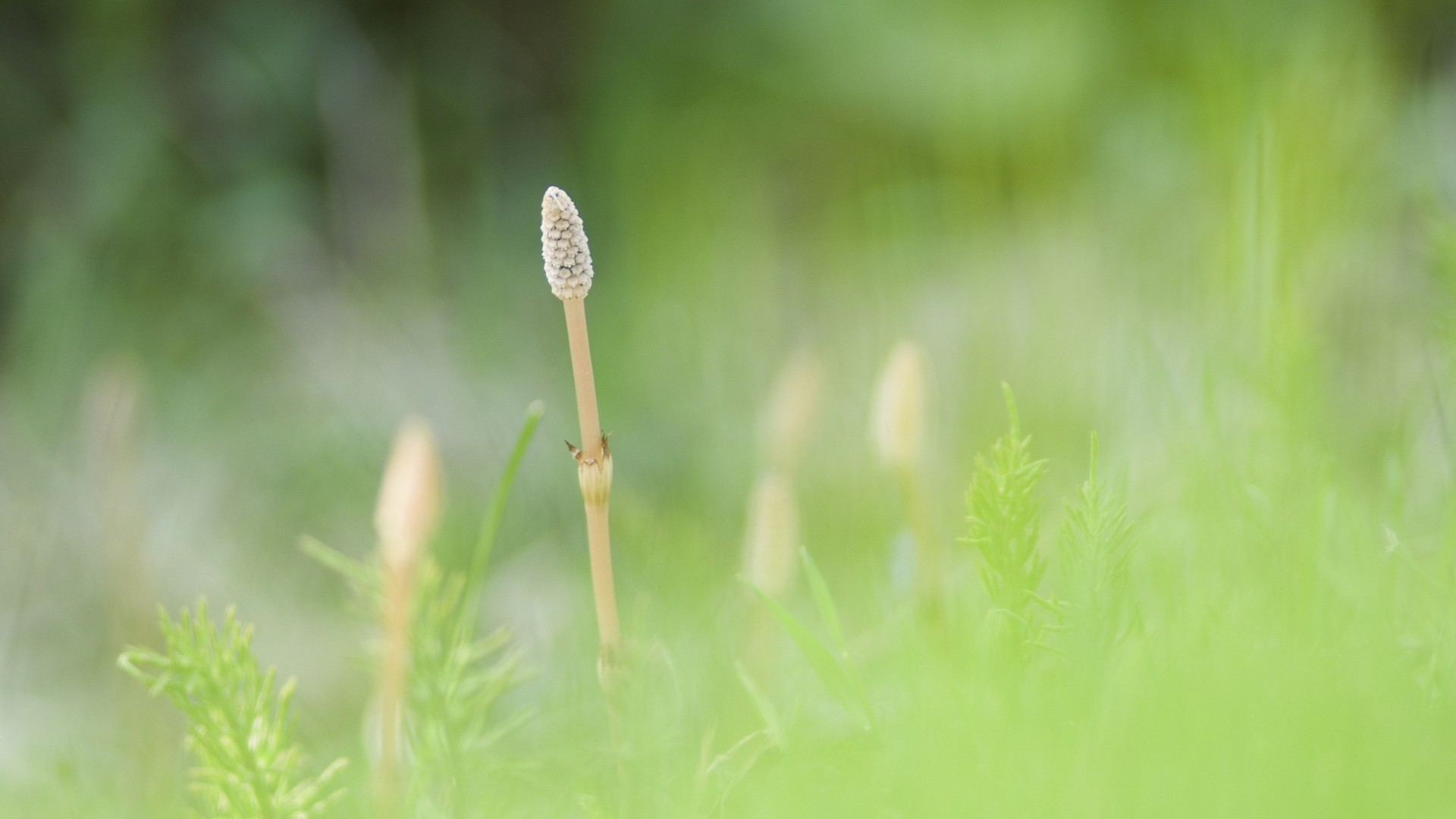 Fresh green leaf wallpaper (1) #15 - 1920x1080