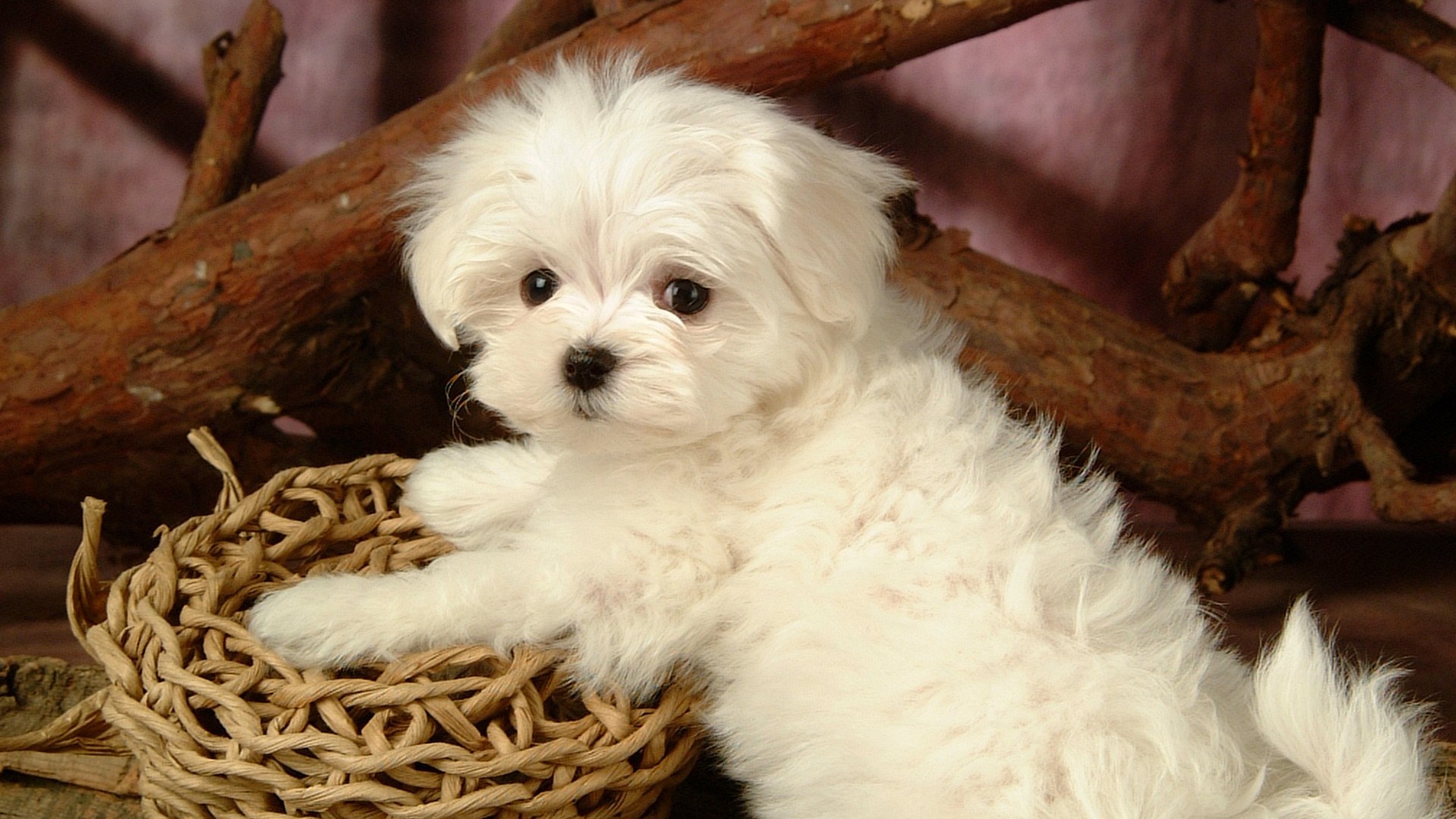 Fluffy little dog wallpaper #26 - 1920x1080