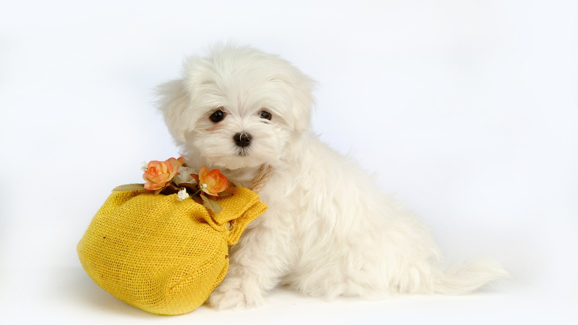 Fluffy little dog wallpaper #31 - 1920x1080