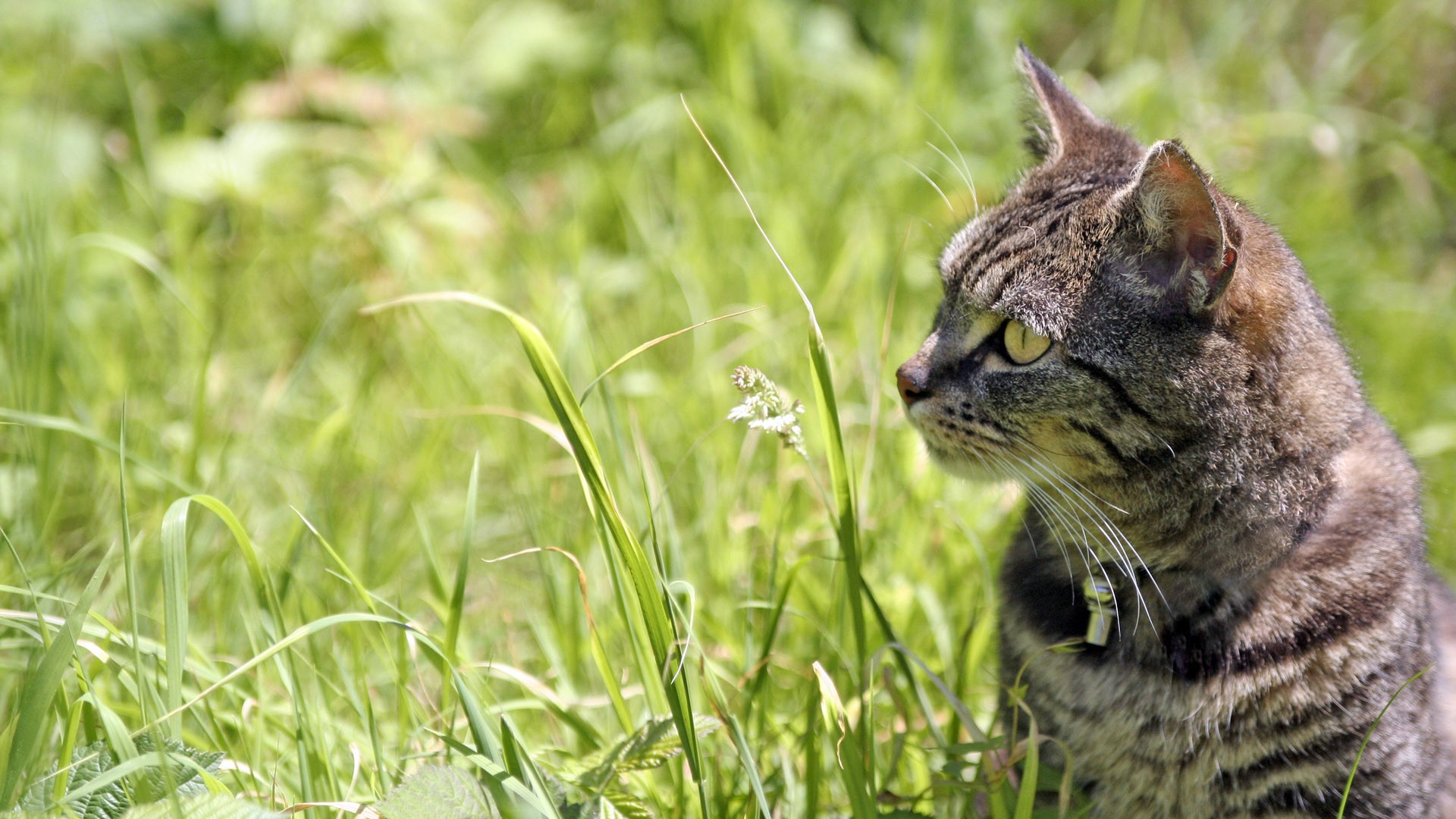 Cat фото HD стола #19 - 1920x1080