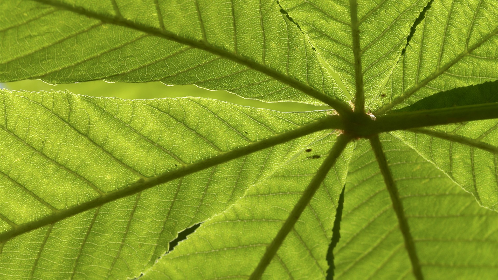 超大叶脉花草高清壁纸17 - 1920x1080