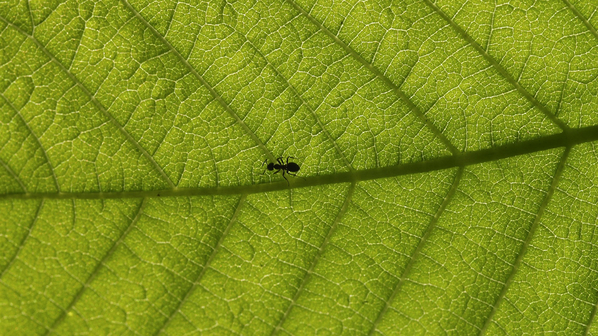 超大叶脉花草高清壁纸18 - 1920x1080