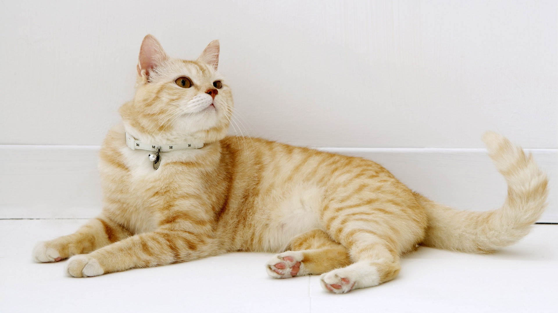 HD papel tapiz lindo gatito #24 - 1920x1080