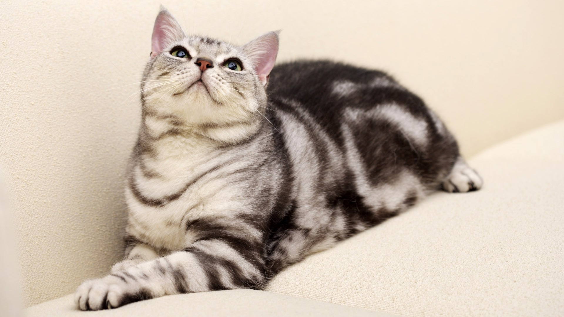 HD papel tapiz lindo gatito #37 - 1920x1080