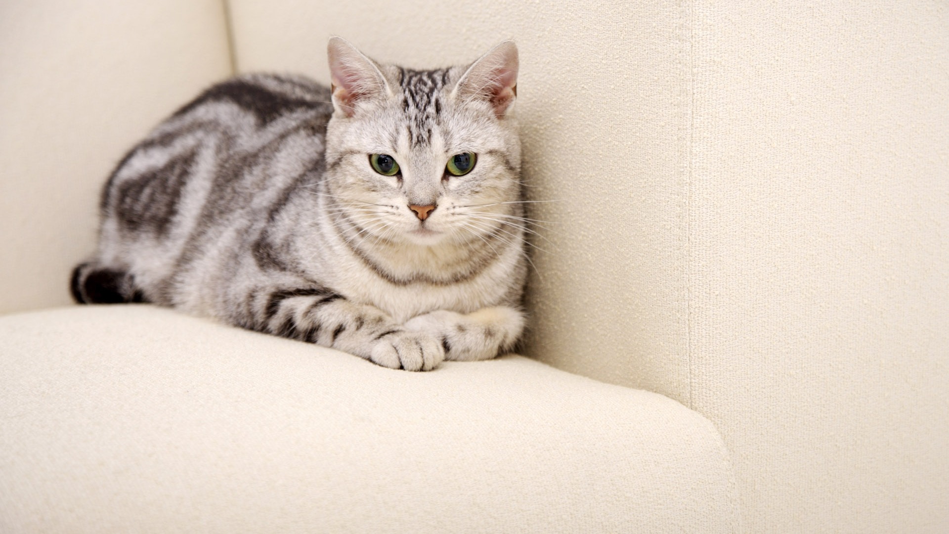 HD papel tapiz lindo gatito #38 - 1920x1080