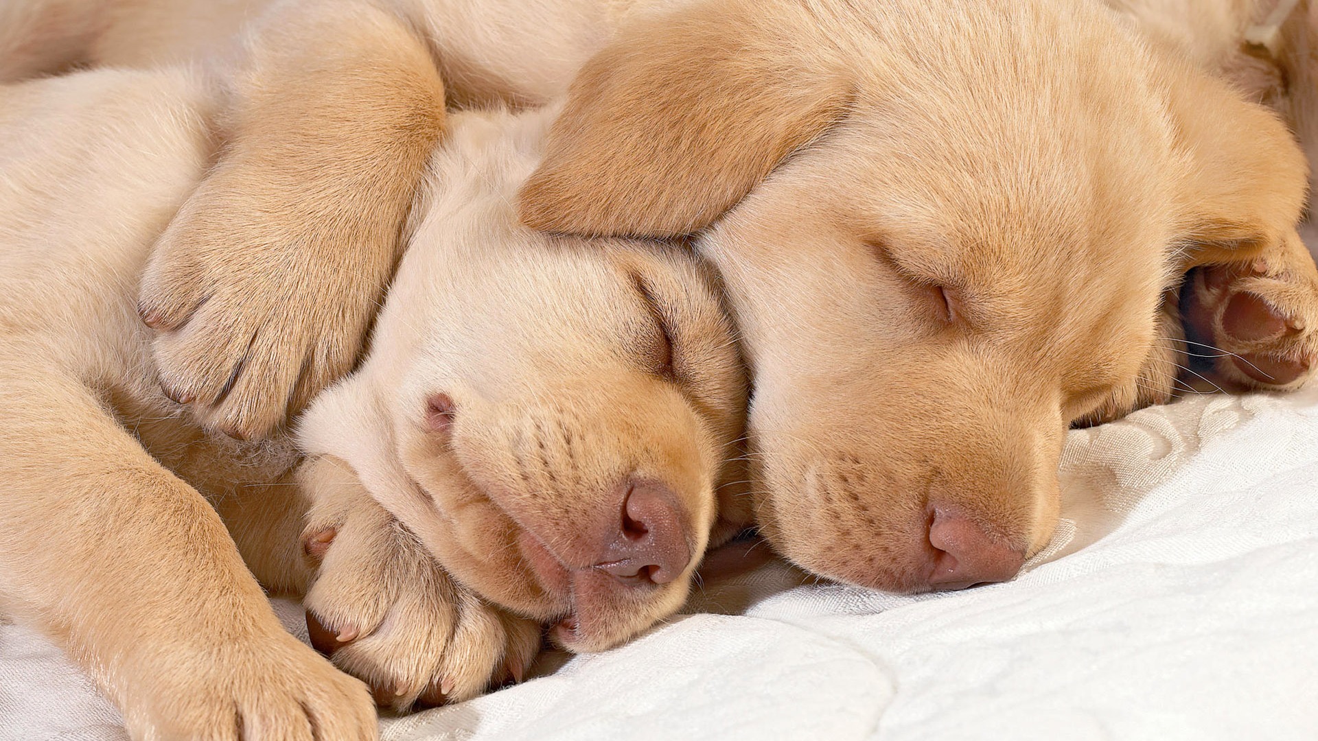 Cute Puppy Photo Wallpaper #20 - 1920x1080