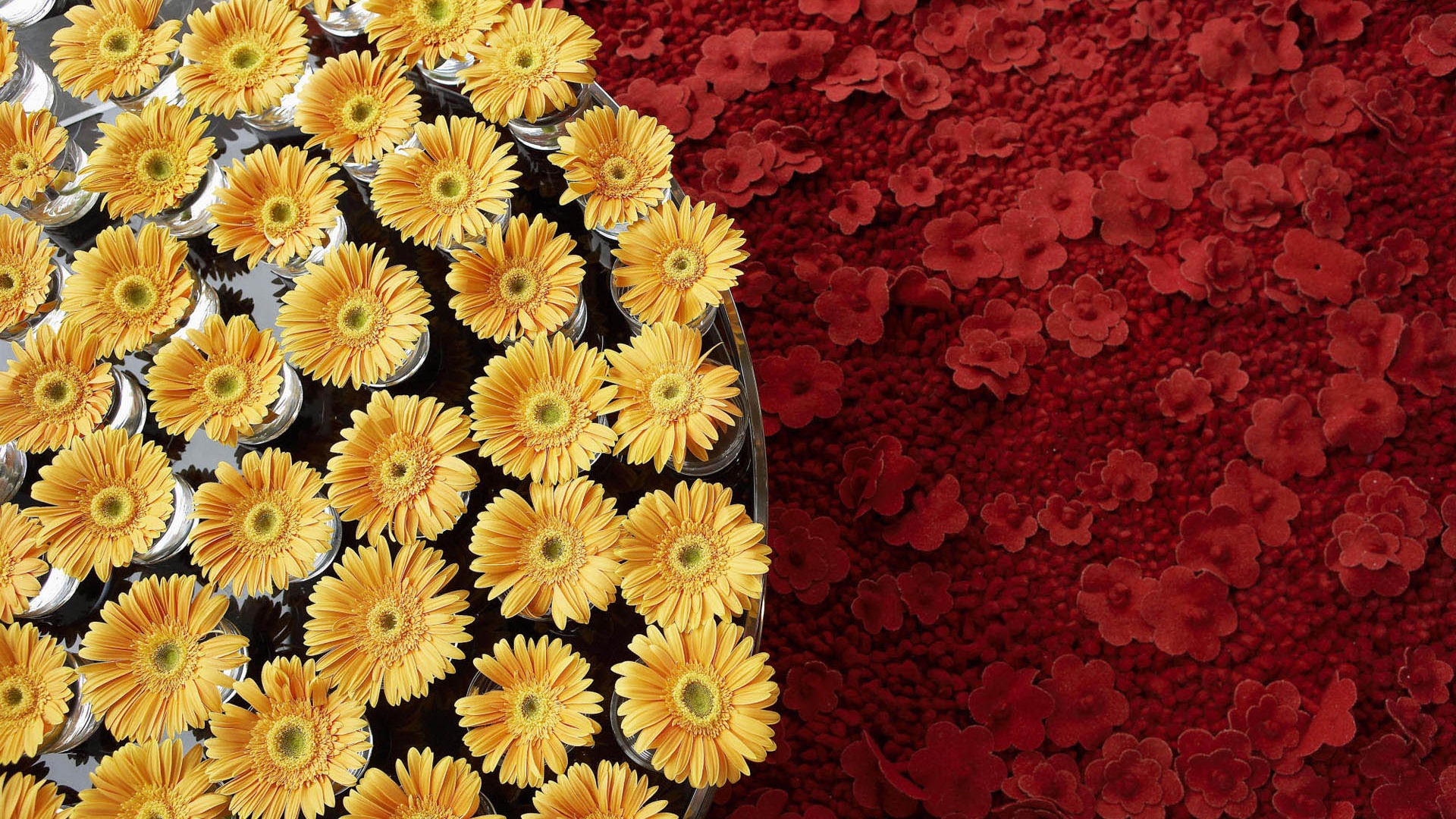 Širokoúhlé tapety květiny close-up #21 - 1920x1080