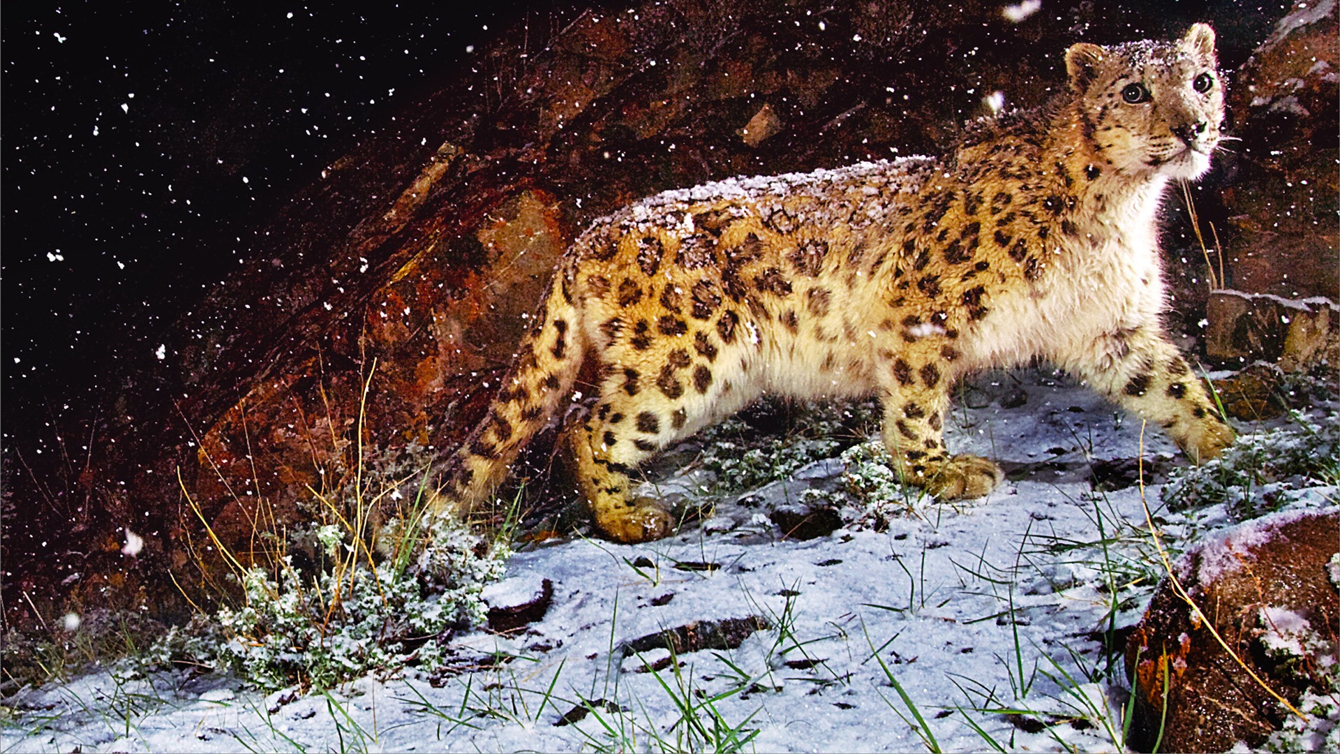 Снег Apple в Leopard по умолчанию обои полной #1 - 1920x1080