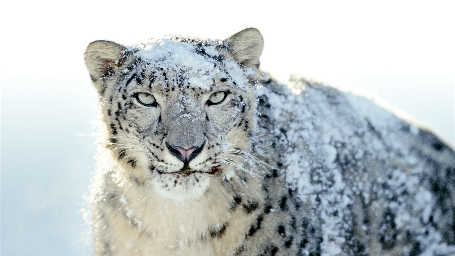 Снег Apple в Leopard по умолчанию обои полной #21 - 1920x1080