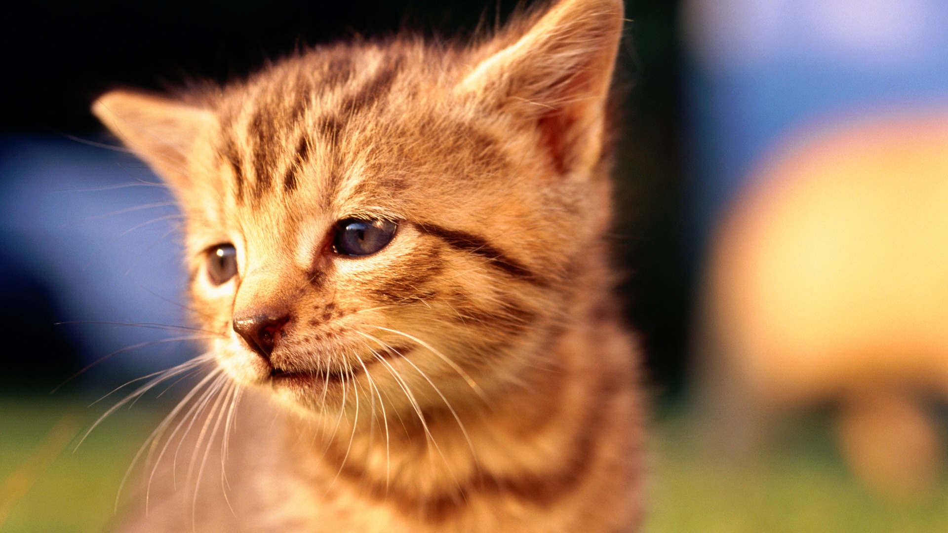 HD fotografía de fondo lindo gatito #12 - 1920x1080