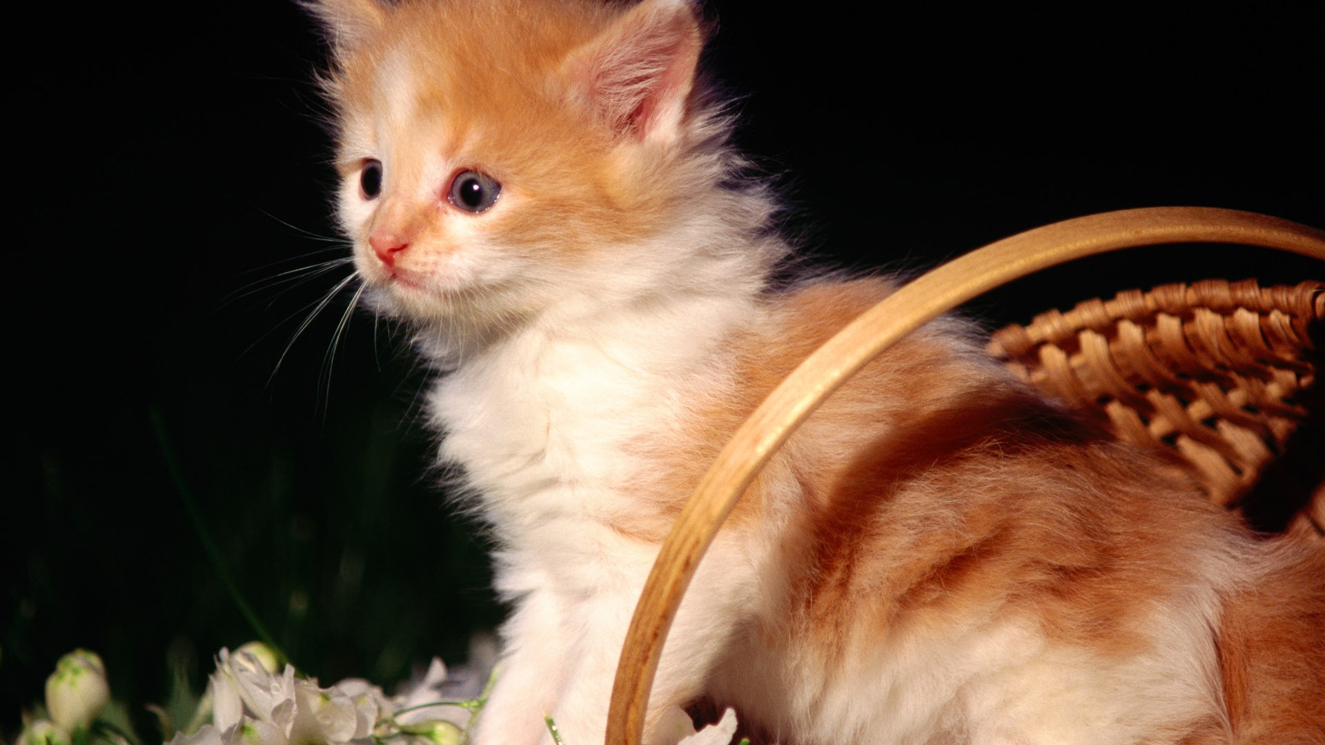 HD fotografía de fondo lindo gatito #13 - 1920x1080