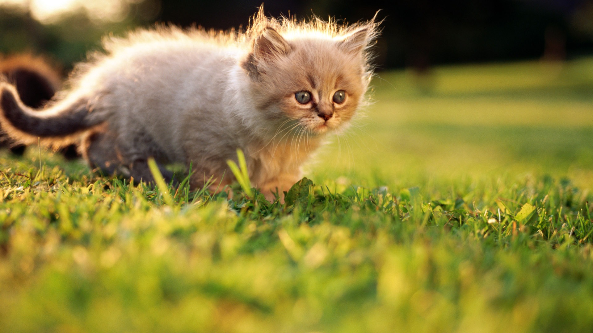 HD fotografía de fondo lindo gatito #14 - 1920x1080
