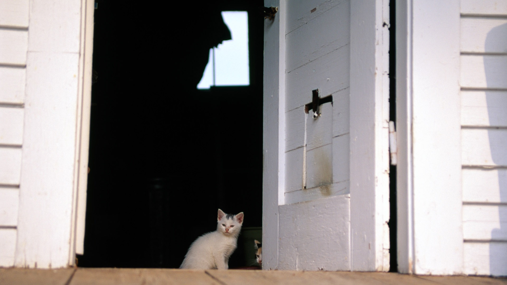 HD fotografía de fondo lindo gatito #36 - 1920x1080