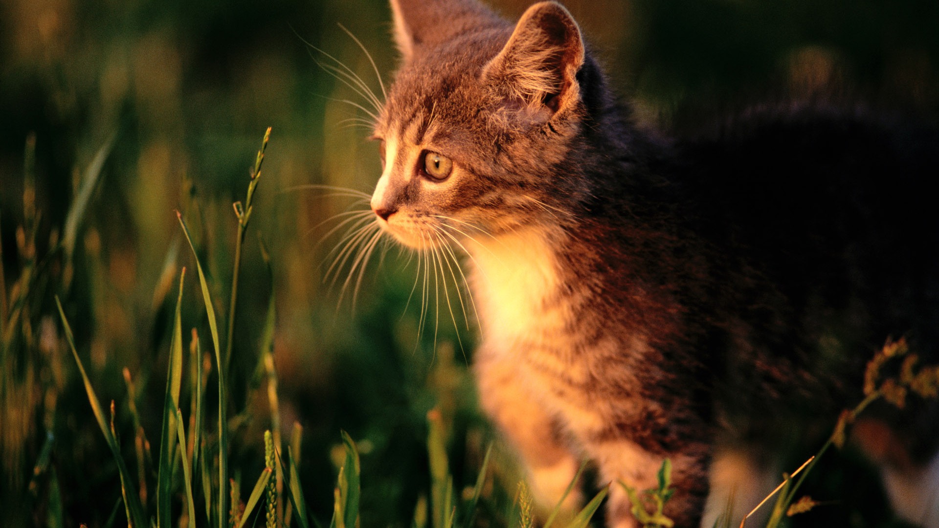 HD fotografía de fondo lindo gatito #40 - 1920x1080