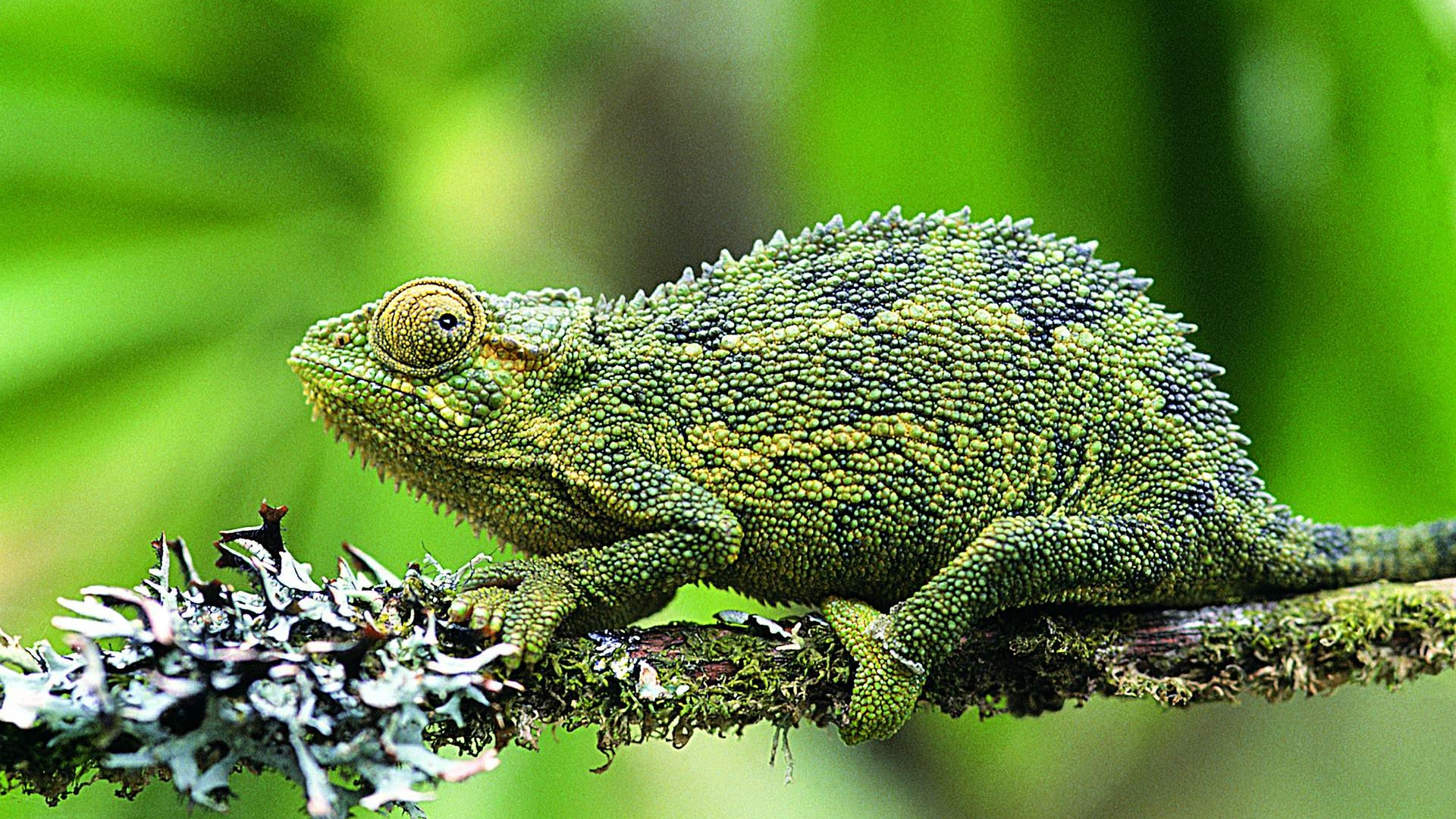 HD álbumes lagarto fondo de pantalla #6 - 1920x1080