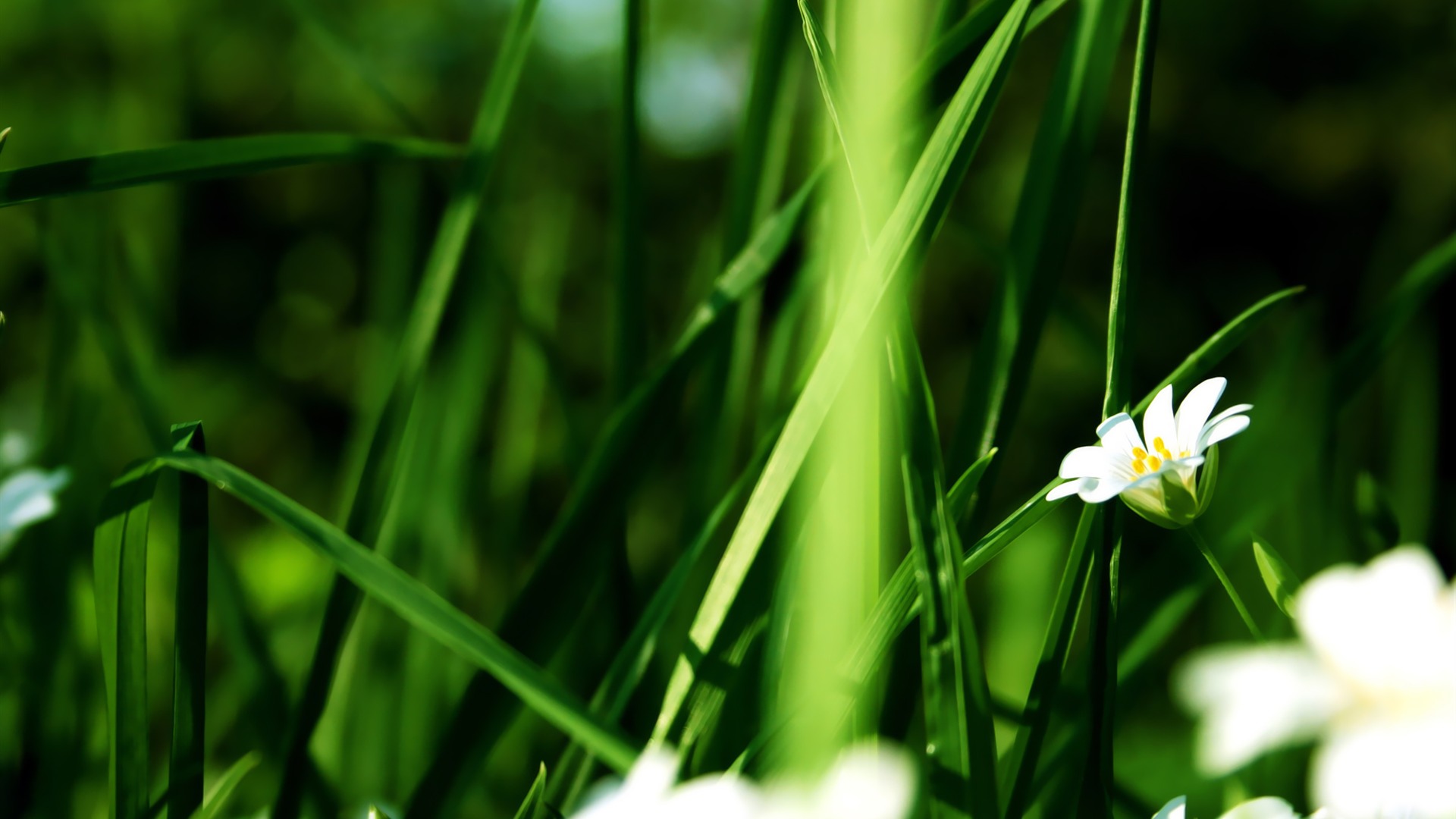 宽屏高清植物壁纸2 - 1920x1080