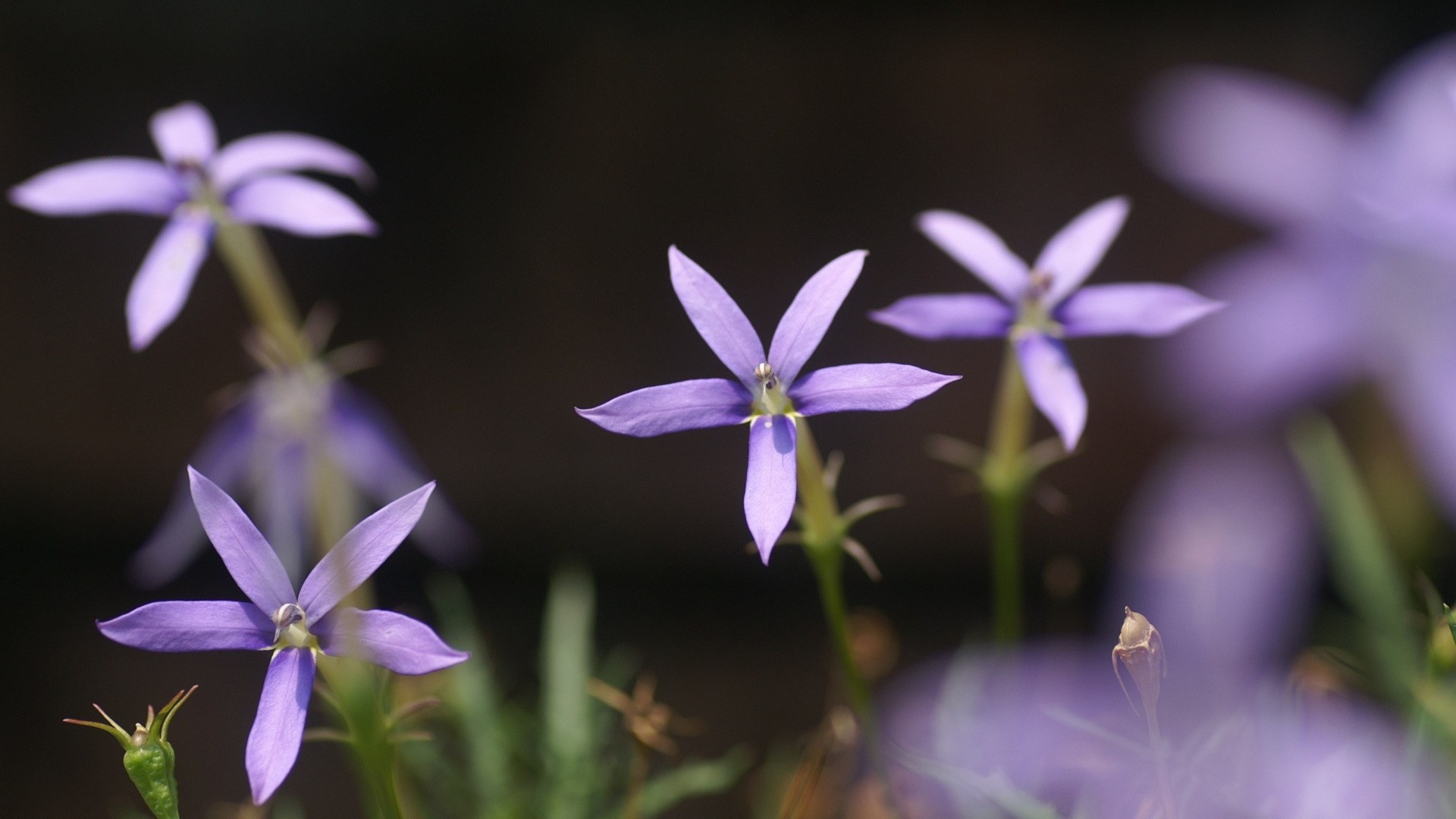 個人の花壁紙のHD #10 - 1920x1080