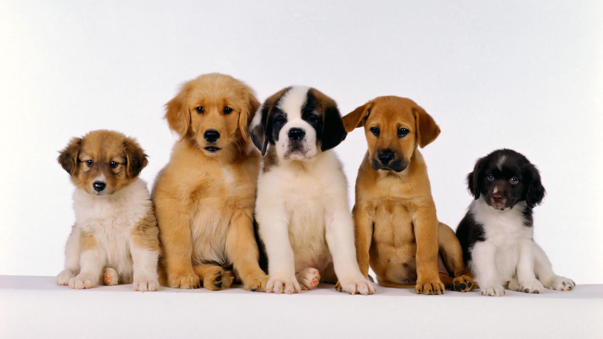 Puppy Photo HD wallpapers (1) #1 - 1920x1080