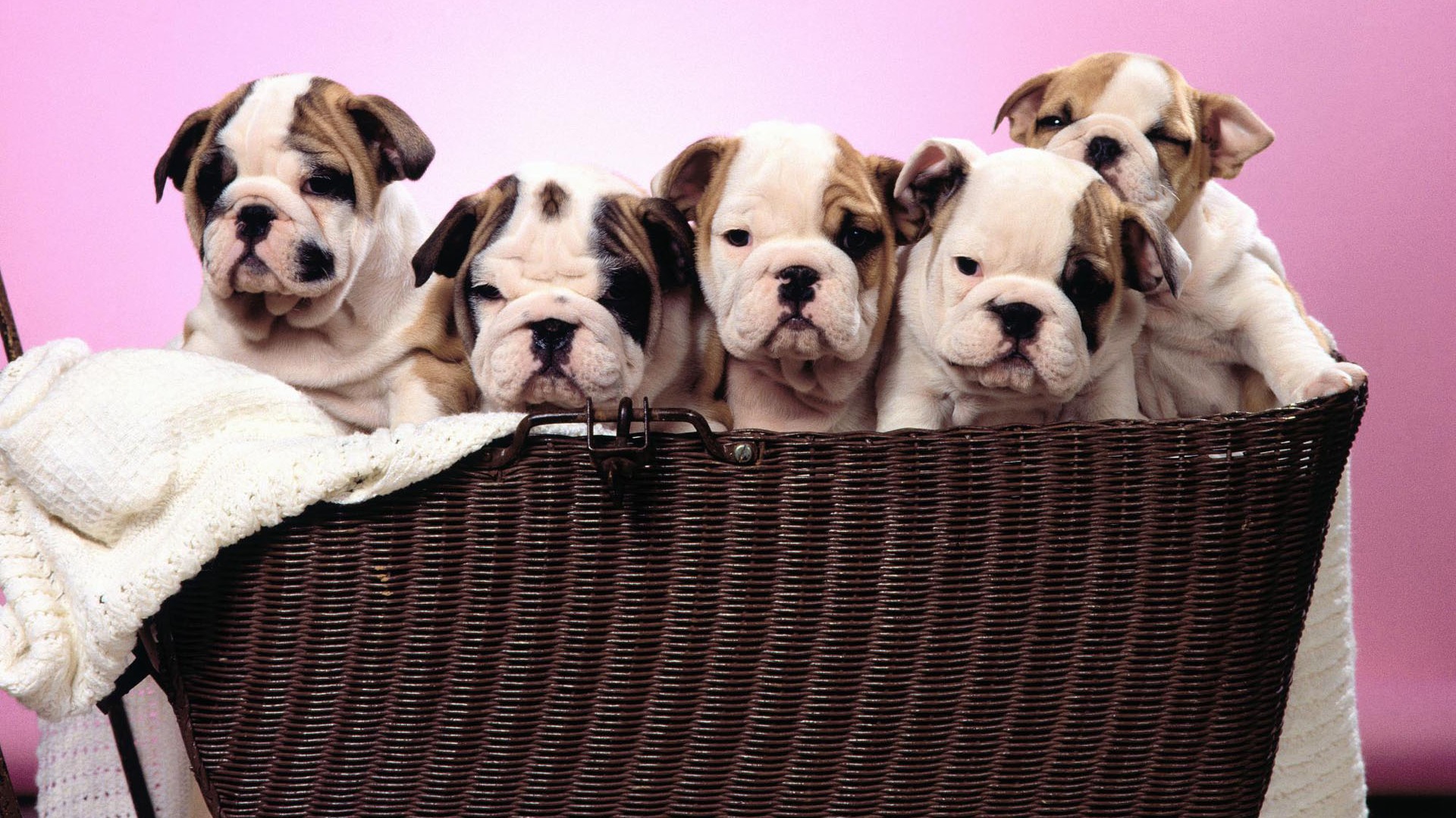 Puppy Photo HD wallpapers (1) #6 - 1920x1080