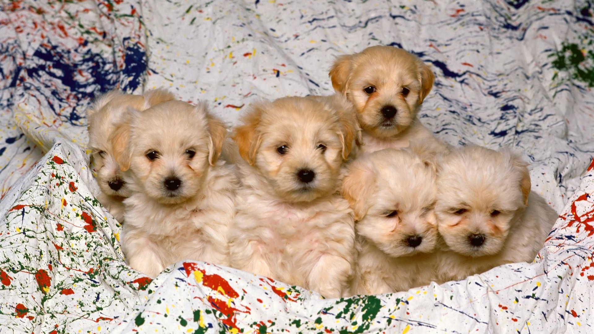 Puppy Photo HD wallpapers (1) #17 - 1920x1080