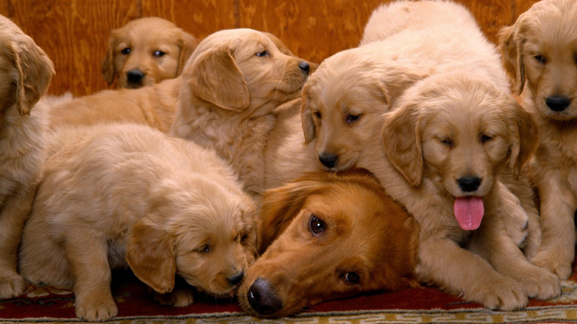 Puppy Photo HD wallpapers (1) #18 - 1920x1080