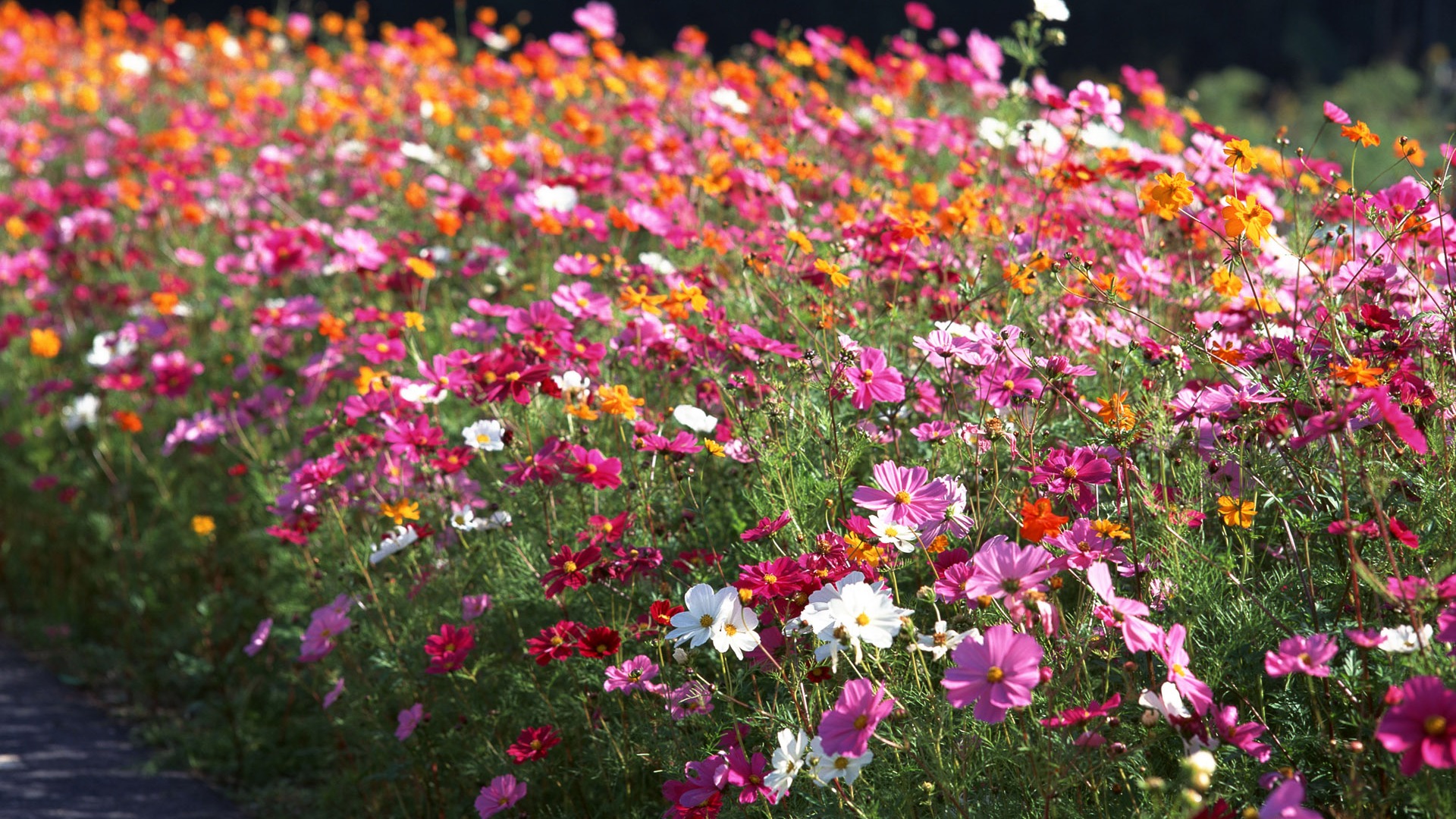 鲜花特写(16)7 - 1920x1080