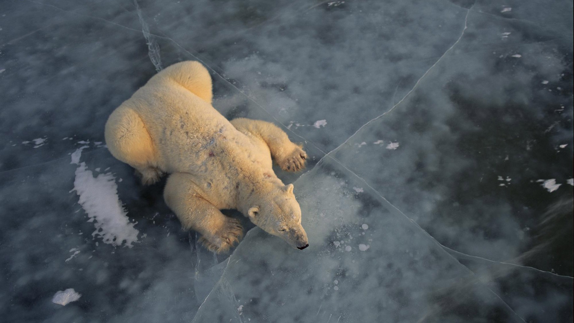 Fond d'écran Polar Bear Photo #3 - 1920x1080
