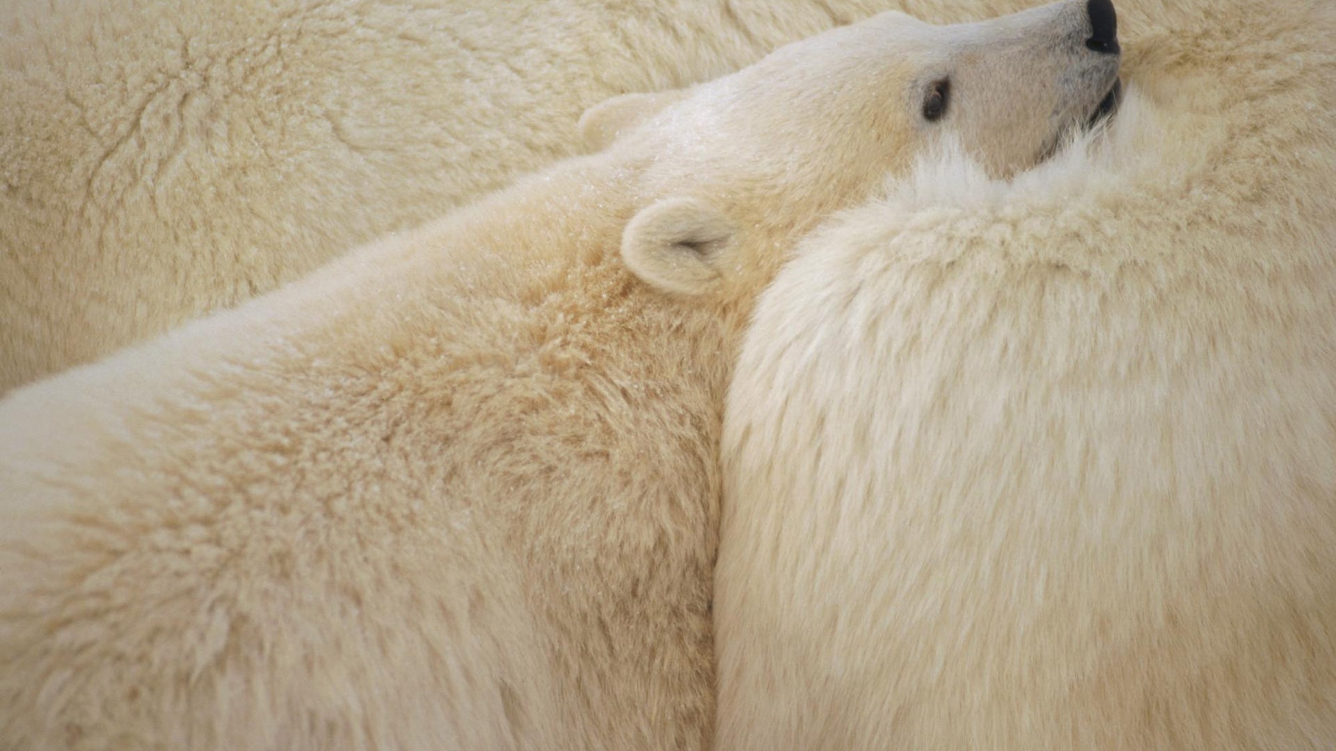 Fond d'écran Polar Bear Photo #7 - 1920x1080