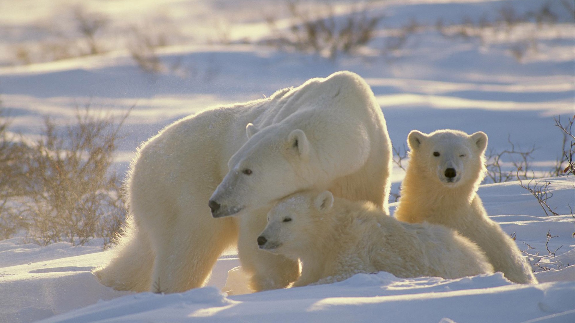 Fond d'écran Polar Bear Photo #12 - 1920x1080