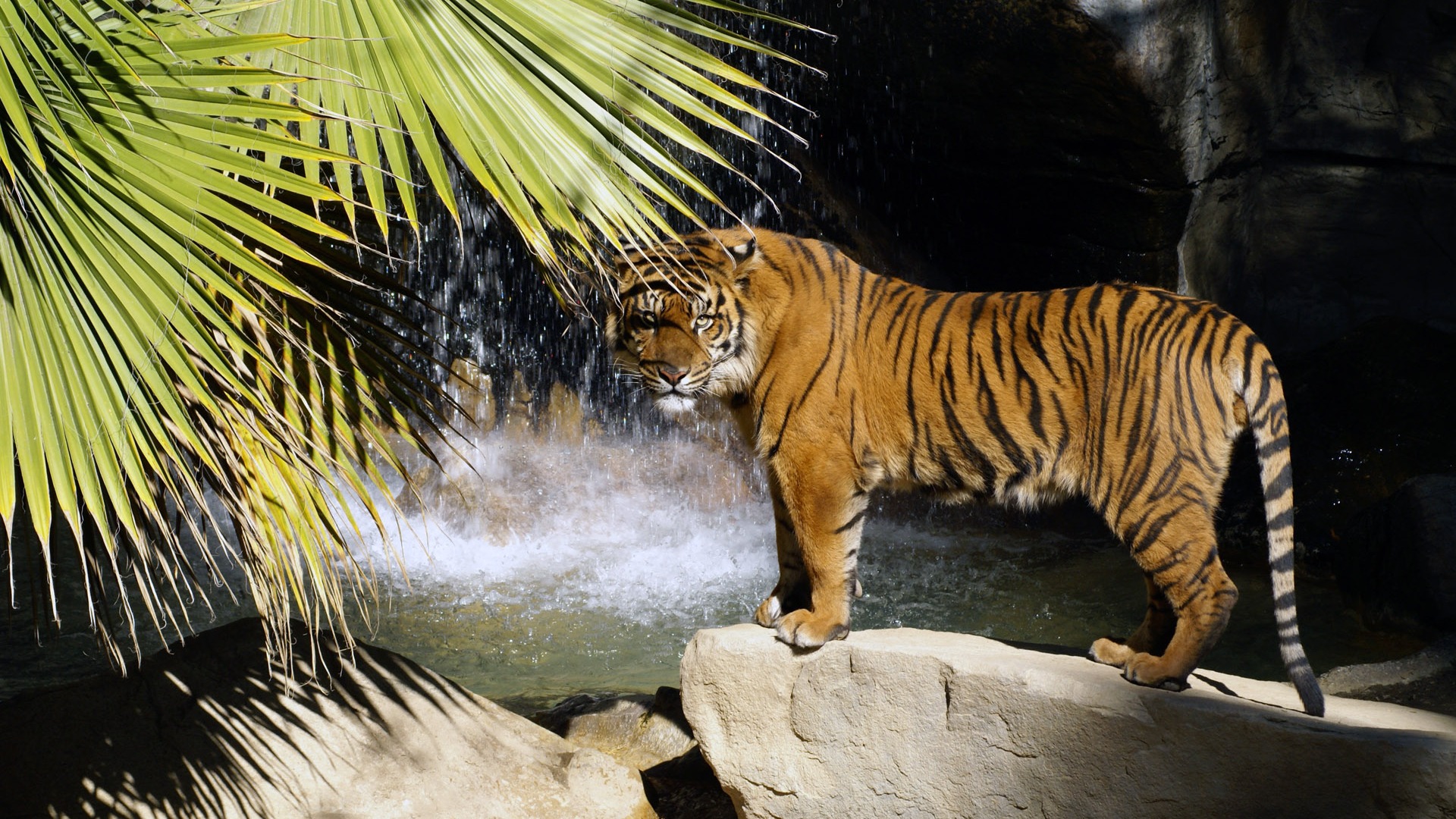 Tiger Фото обои (4) #3 - 1920x1080