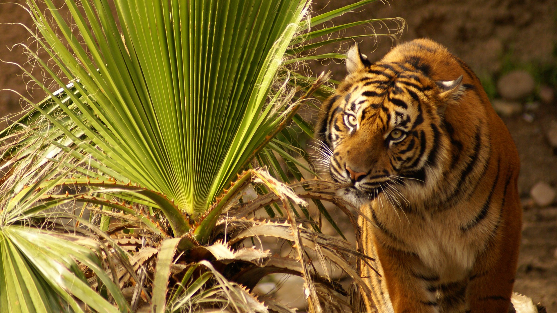 Tiger Фото обои (4) #4 - 1920x1080