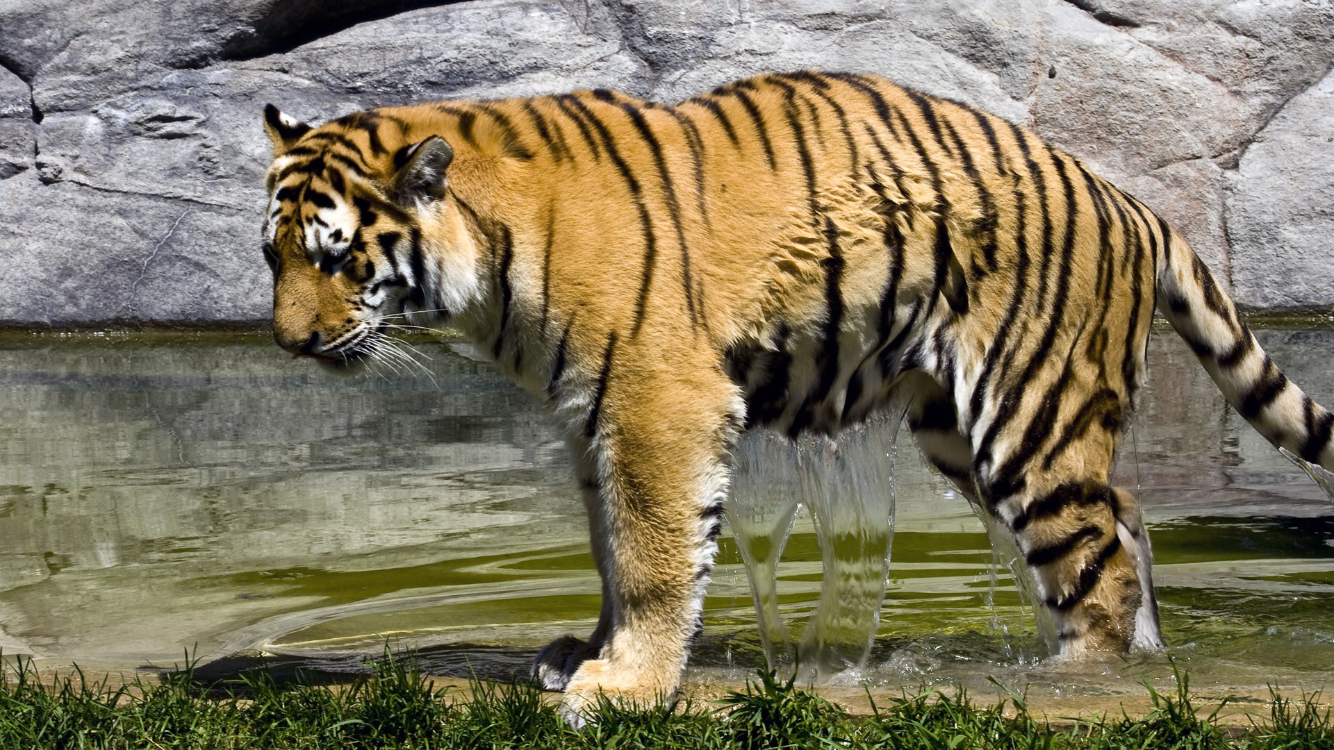 Tiger Фото обои (4) #6 - 1920x1080