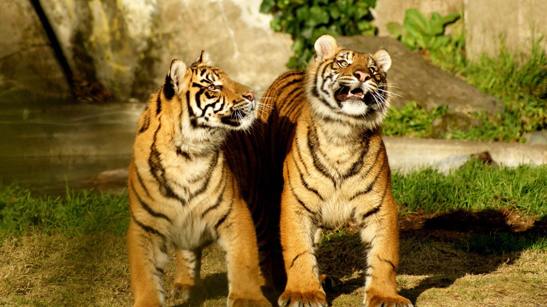 Tiger Фото обои (4) #10 - 1920x1080