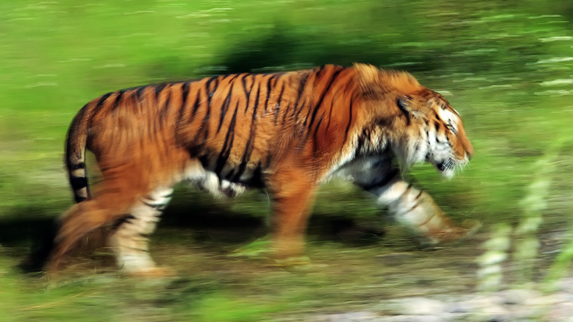 Tiger Фото обои (4) #11 - 1920x1080