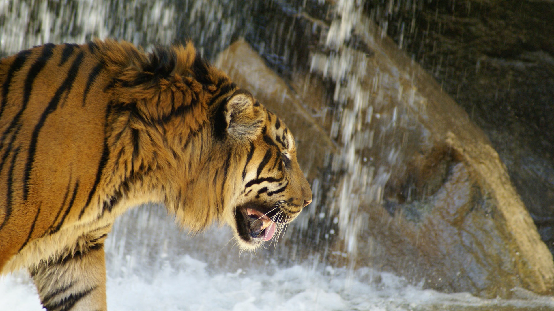 Tiger Фото обои (4) #12 - 1920x1080